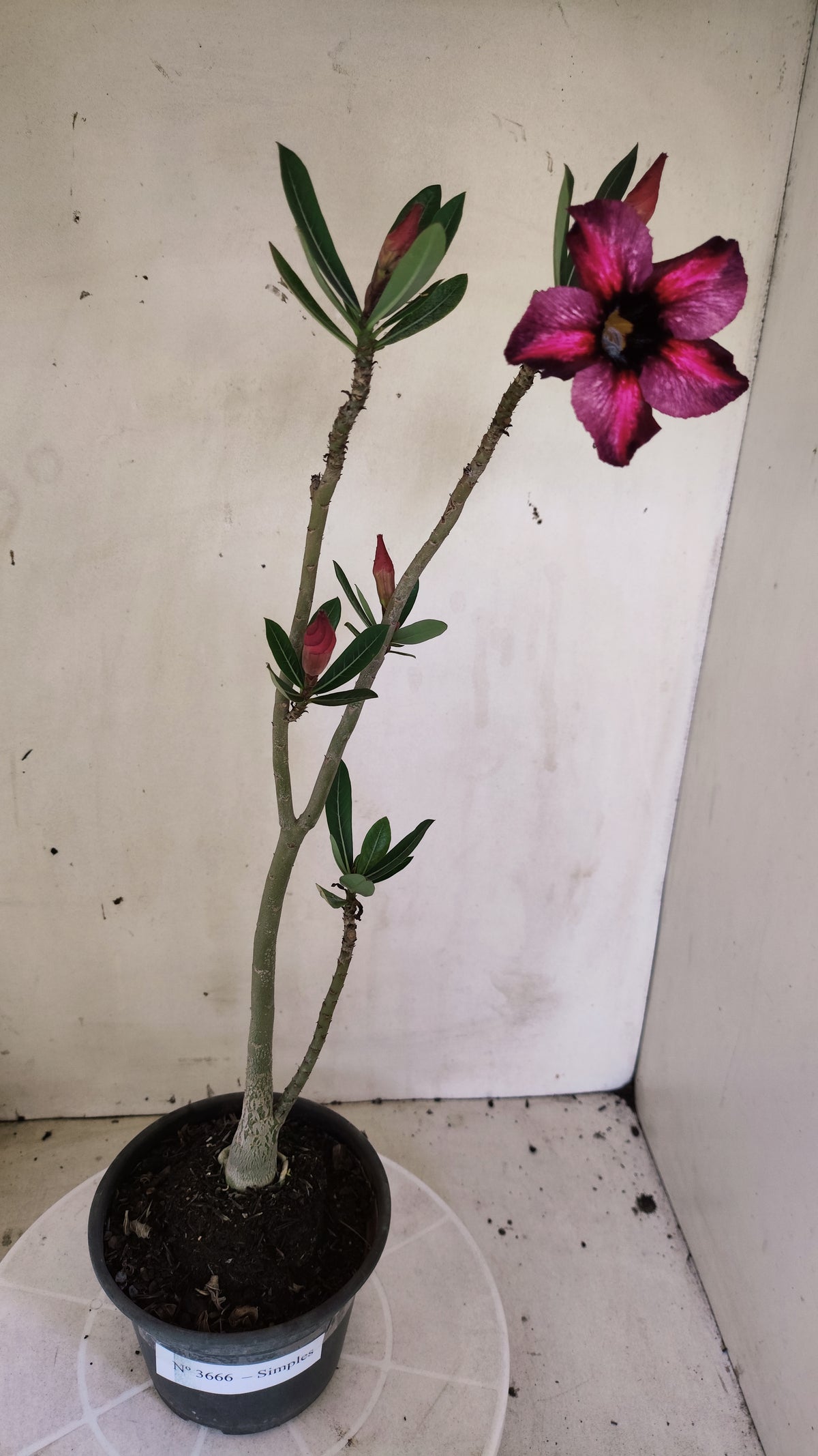 Planta Simples 3665 – 30cm – 02 anos