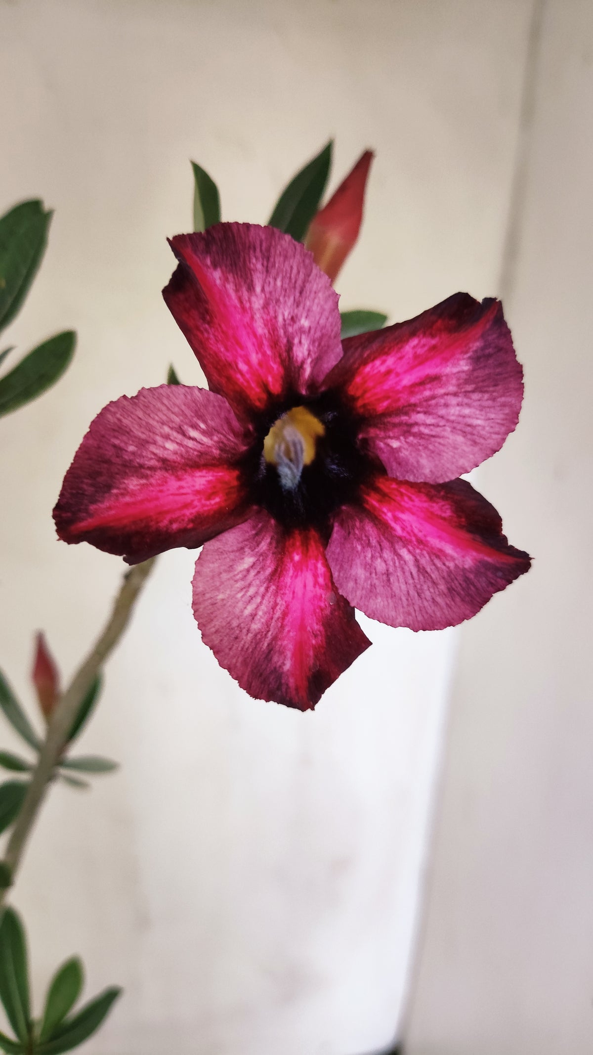 Planta Simples 3665 – 30cm – 02 anos