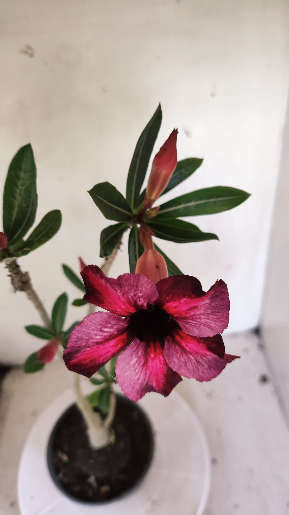 Planta Simples 3665 – 30cm – 02 anos