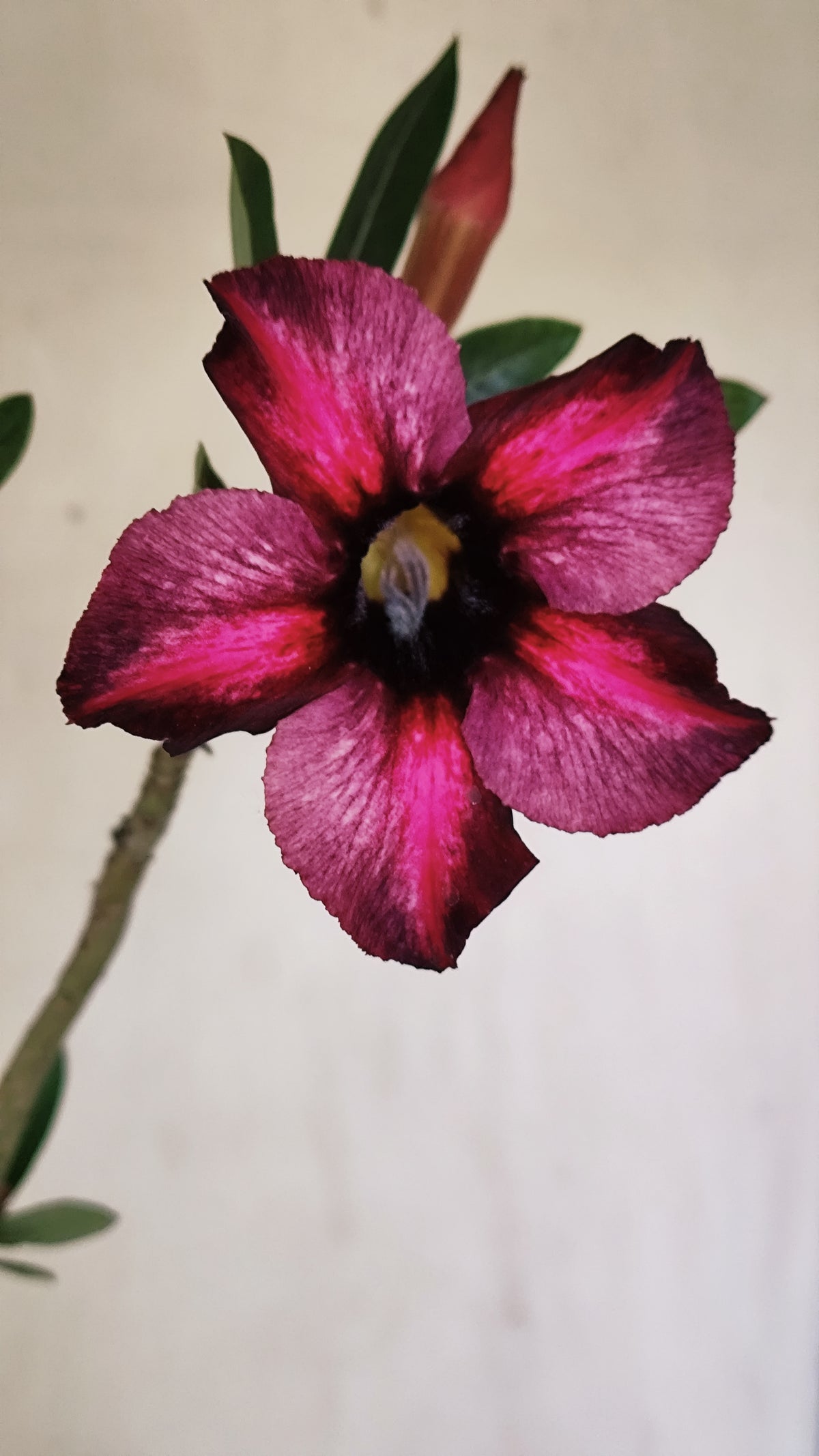 Planta Simples 3665 – 30cm – 02 anos