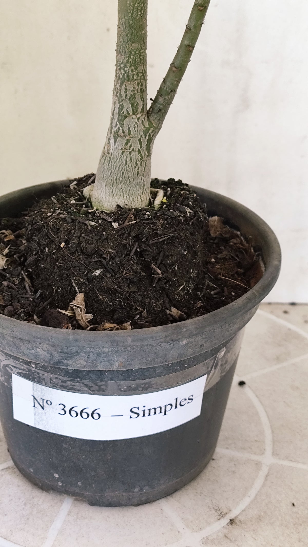 Planta Simples 3665 – 30cm – 02 anos