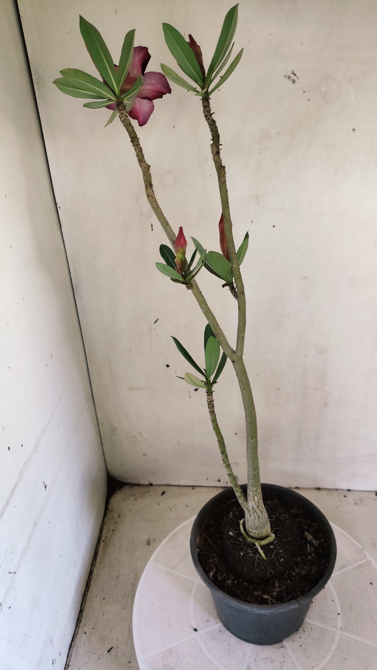 Planta Simples 3665 – 30cm – 02 anos
