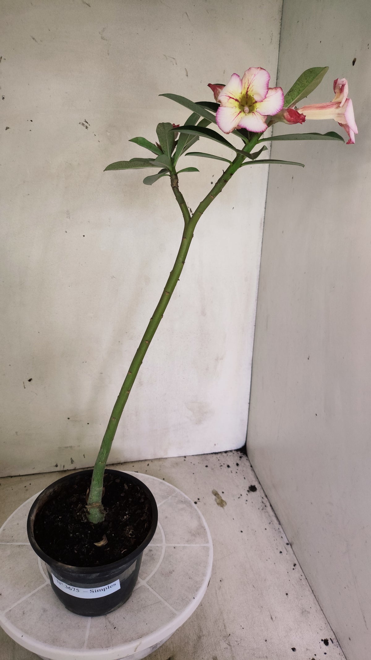 Planta Simples 3675 – 30cm – 02 anos - vaso 15
