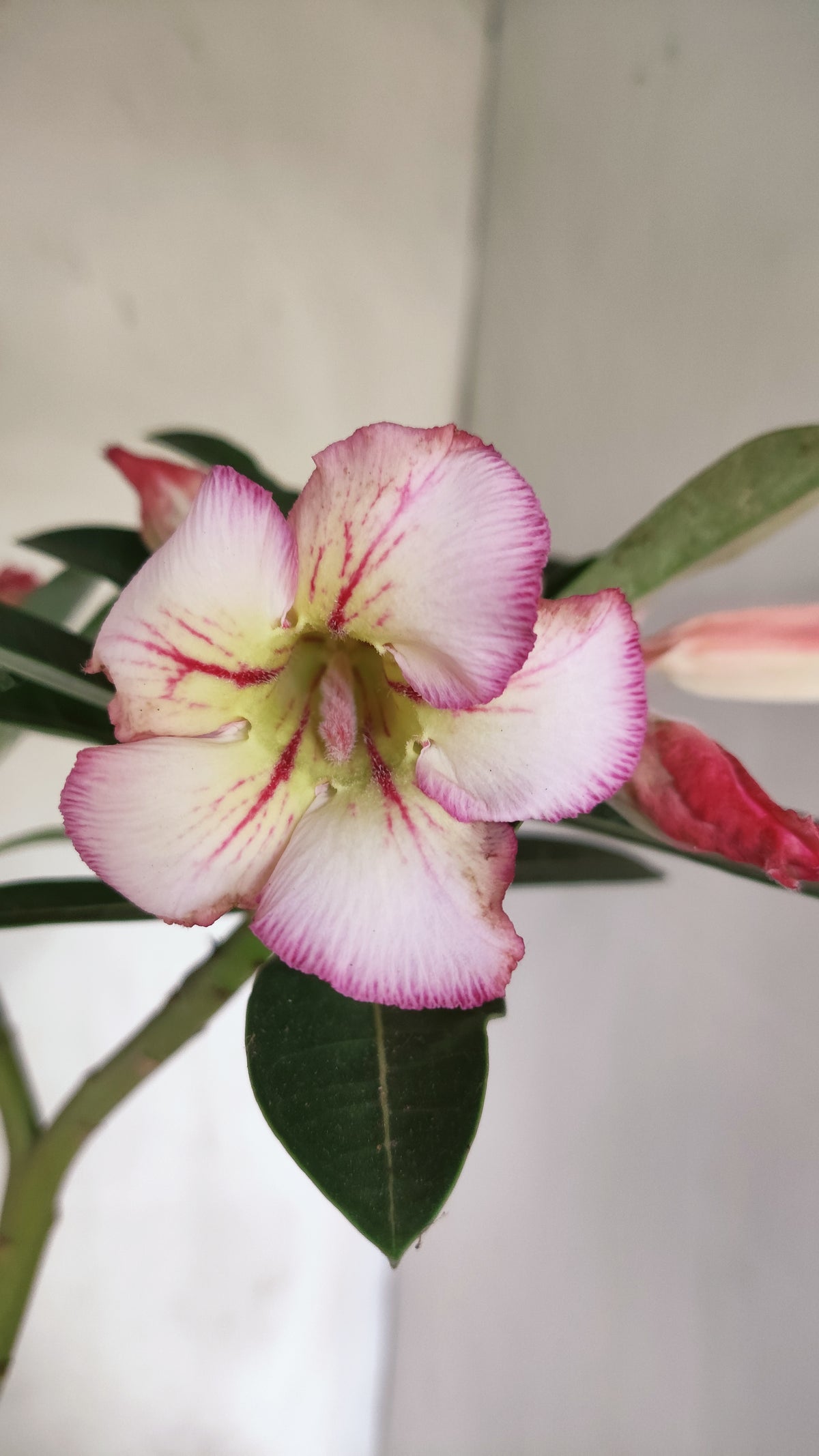 Planta Simples 3675 – 30cm – 02 anos - vaso 15