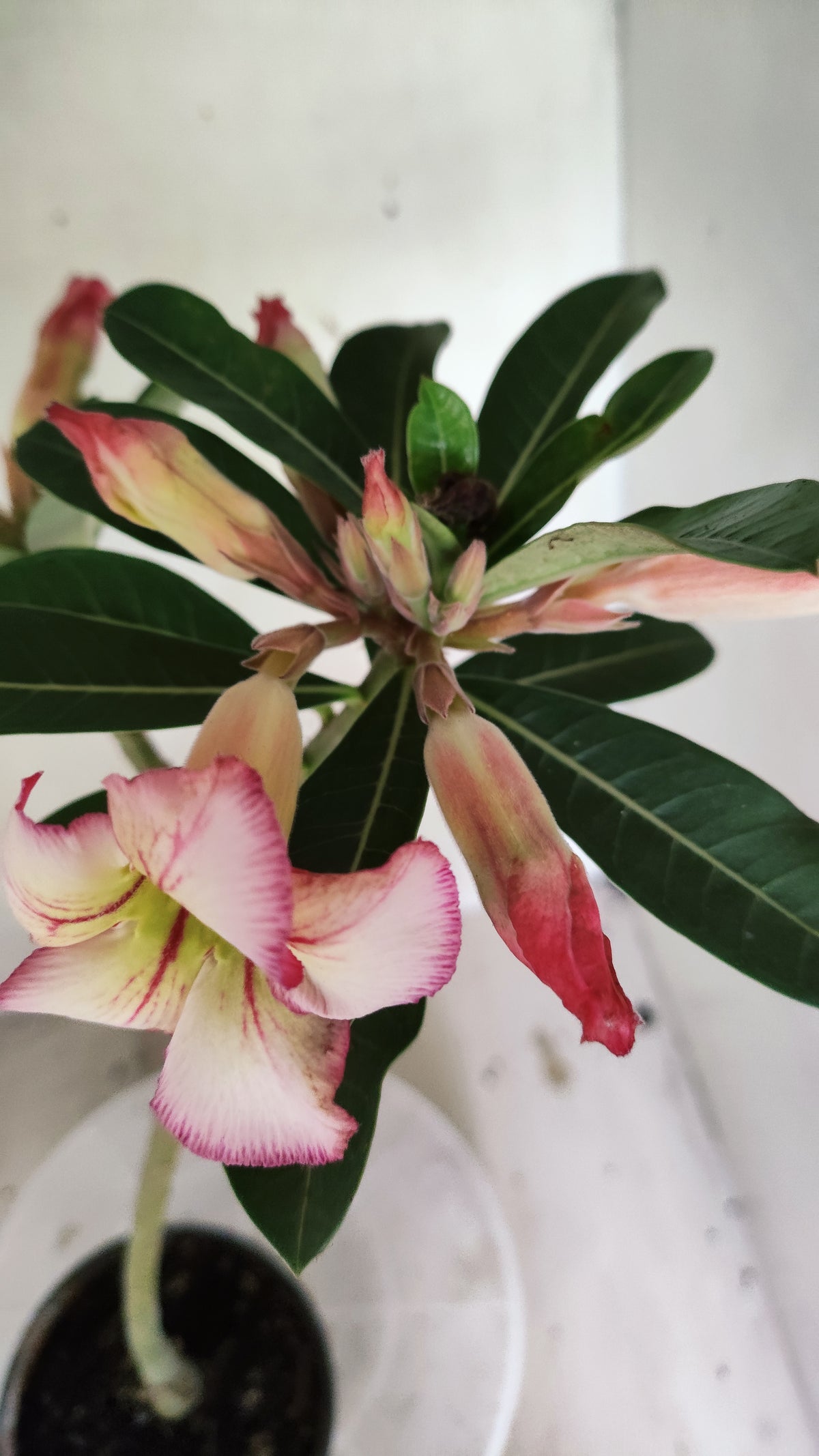 Planta Simples 3675 – 30cm – 02 anos - vaso 15