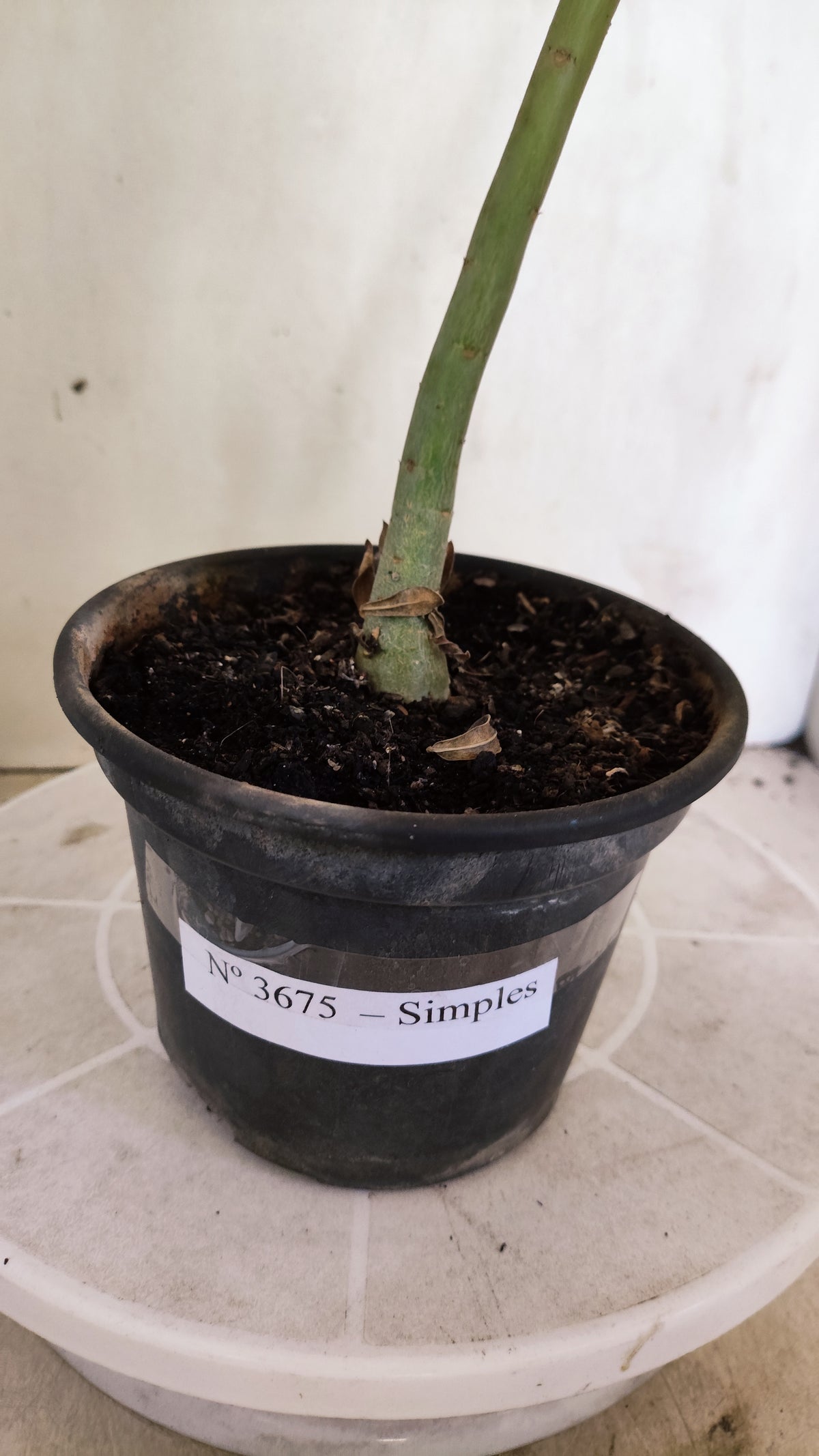 Planta Simples 3675 – 30cm – 02 anos - vaso 15