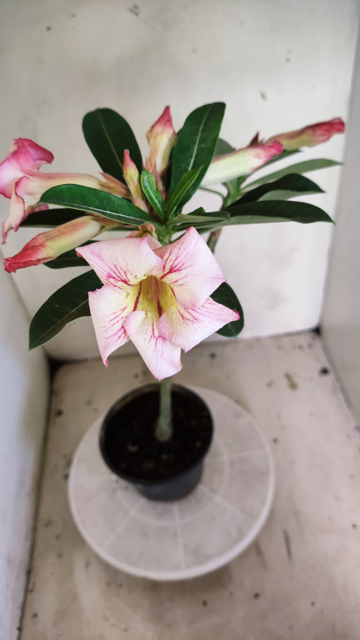Planta Simples 3675 – 30cm – 02 anos - vaso 15