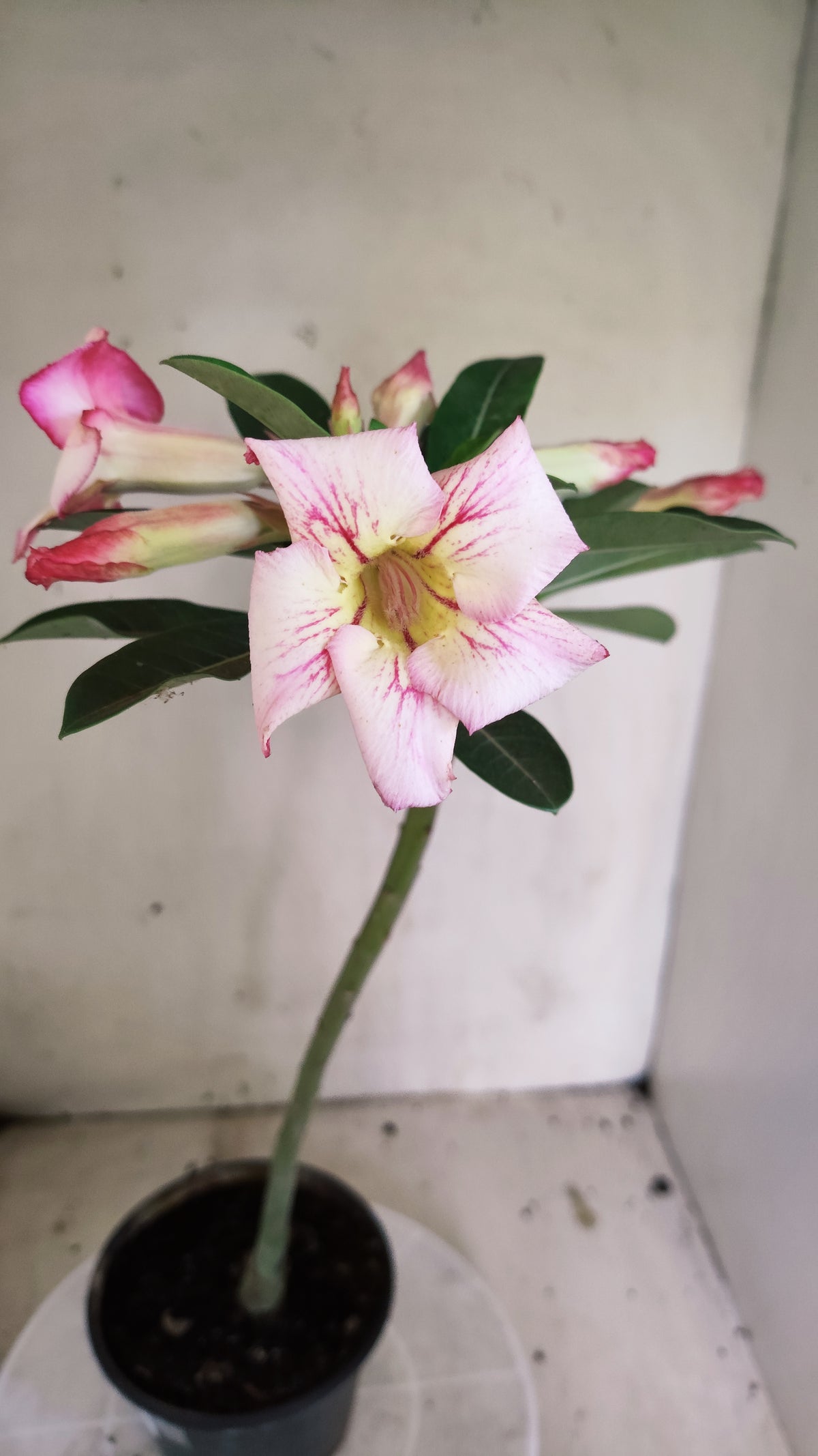 Planta Simples 3675 – 30cm – 02 anos - vaso 15