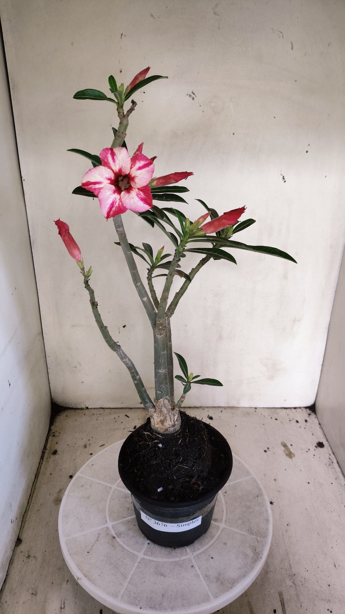 Planta Simples 3676 – 35cm – 03 anos - vaso 15