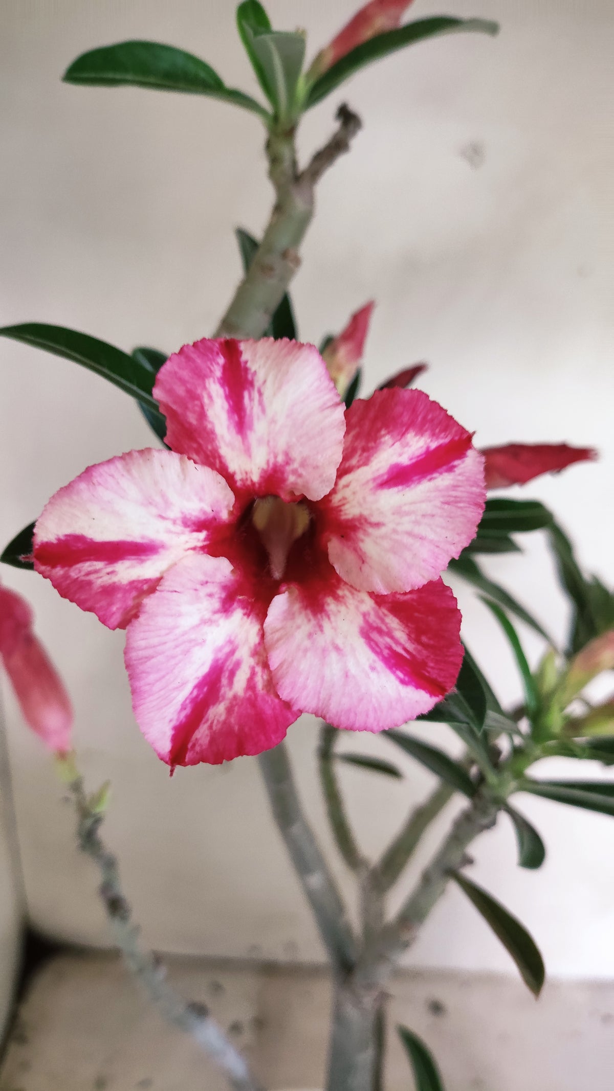 Planta Simples 3676 – 35cm – 03 anos - vaso 15