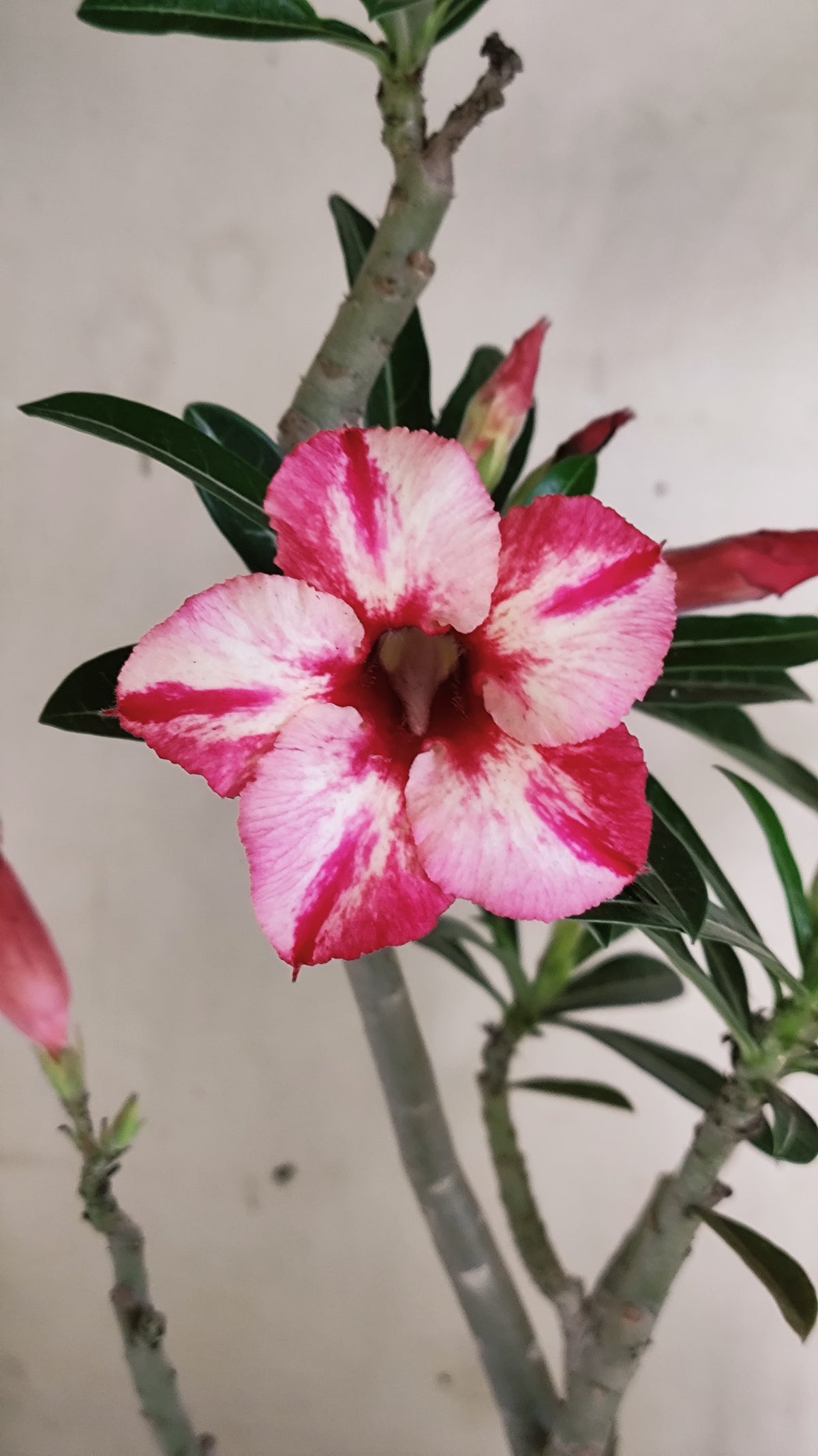 Planta Simples 3676 – 35cm – 03 anos - vaso 15