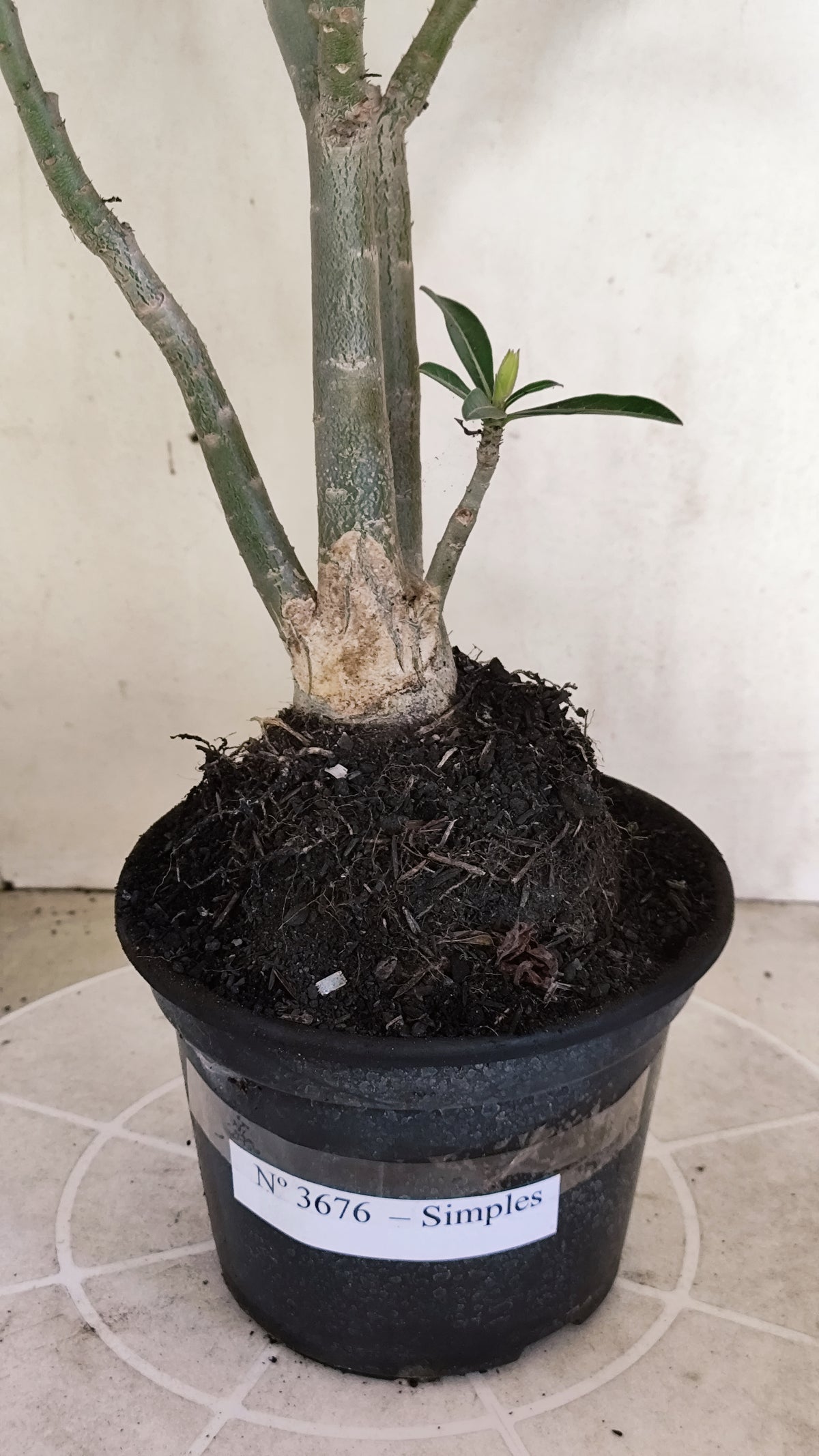 Planta Simples 3676 – 35cm – 03 anos - vaso 15
