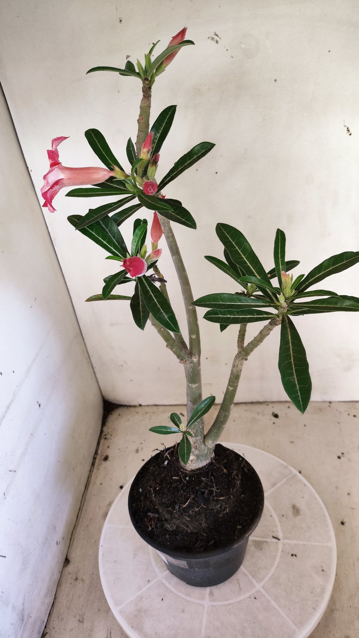 Planta Simples 3676 – 35cm – 03 anos - vaso 15