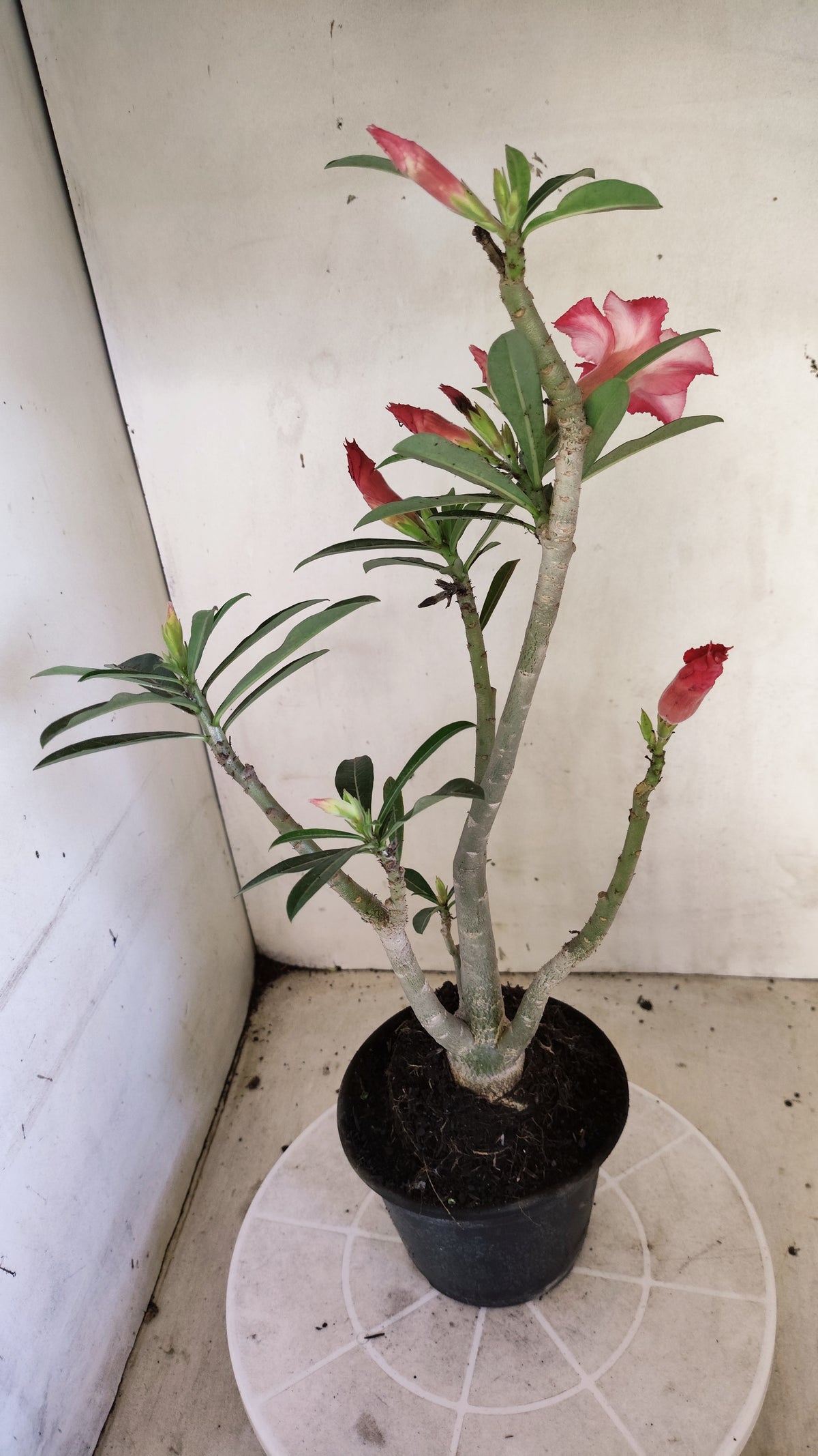 Planta Simples 3676 – 35cm – 03 anos - vaso 15
