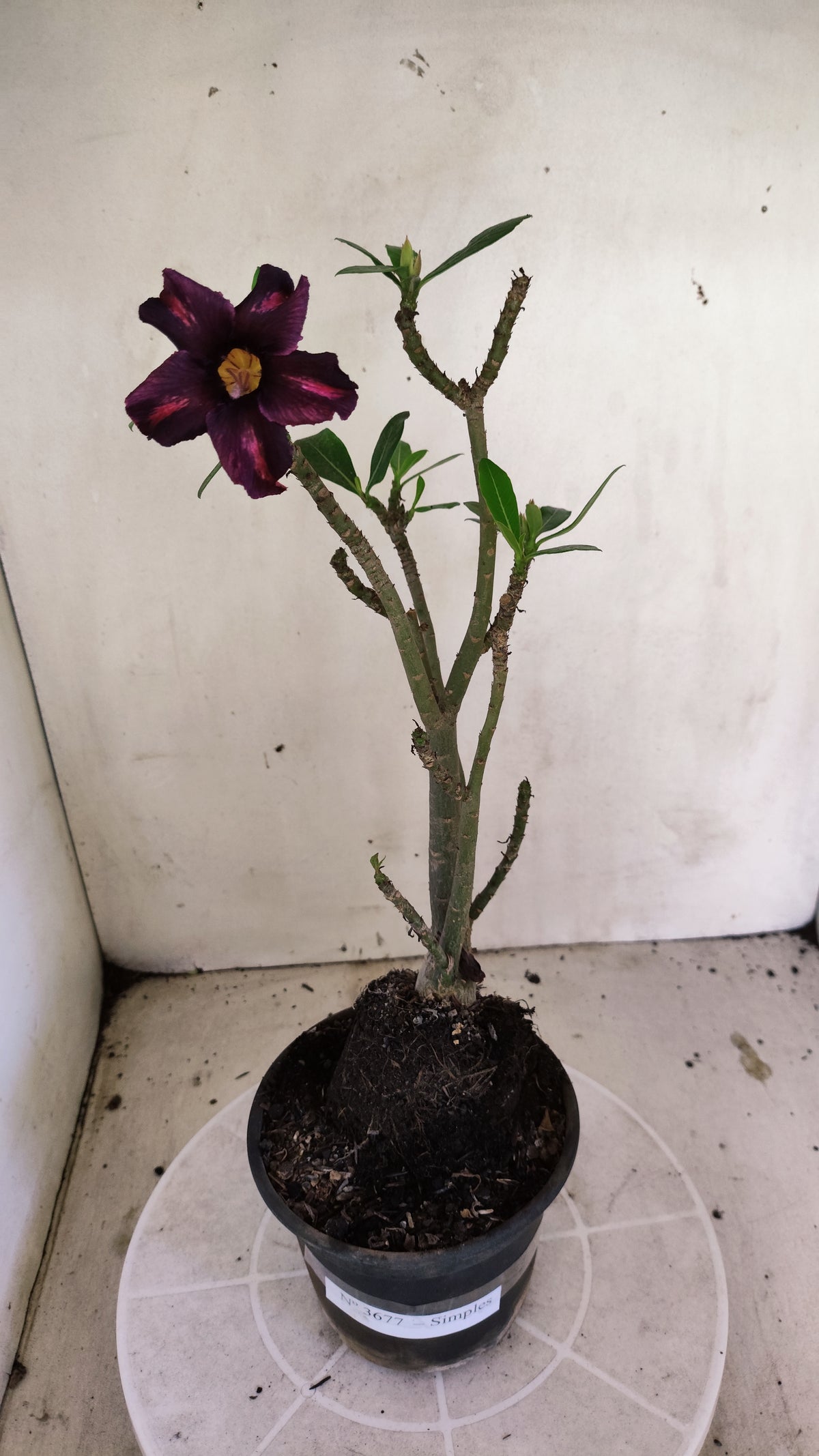 Planta Simples 3677 – 30cm – 02 anos - vaso 15