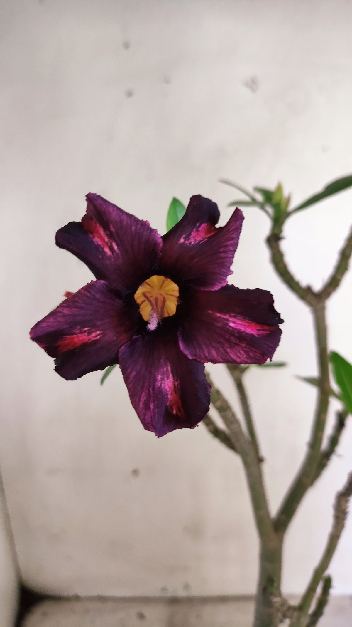 Planta Simples 3677 – 30cm – 02 anos - vaso 15