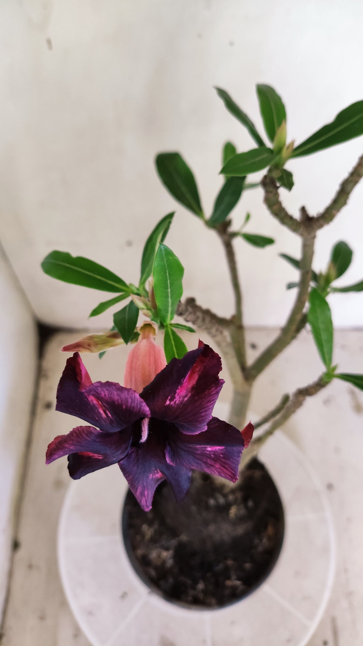 Planta Simples 3677 – 30cm – 02 anos - vaso 15