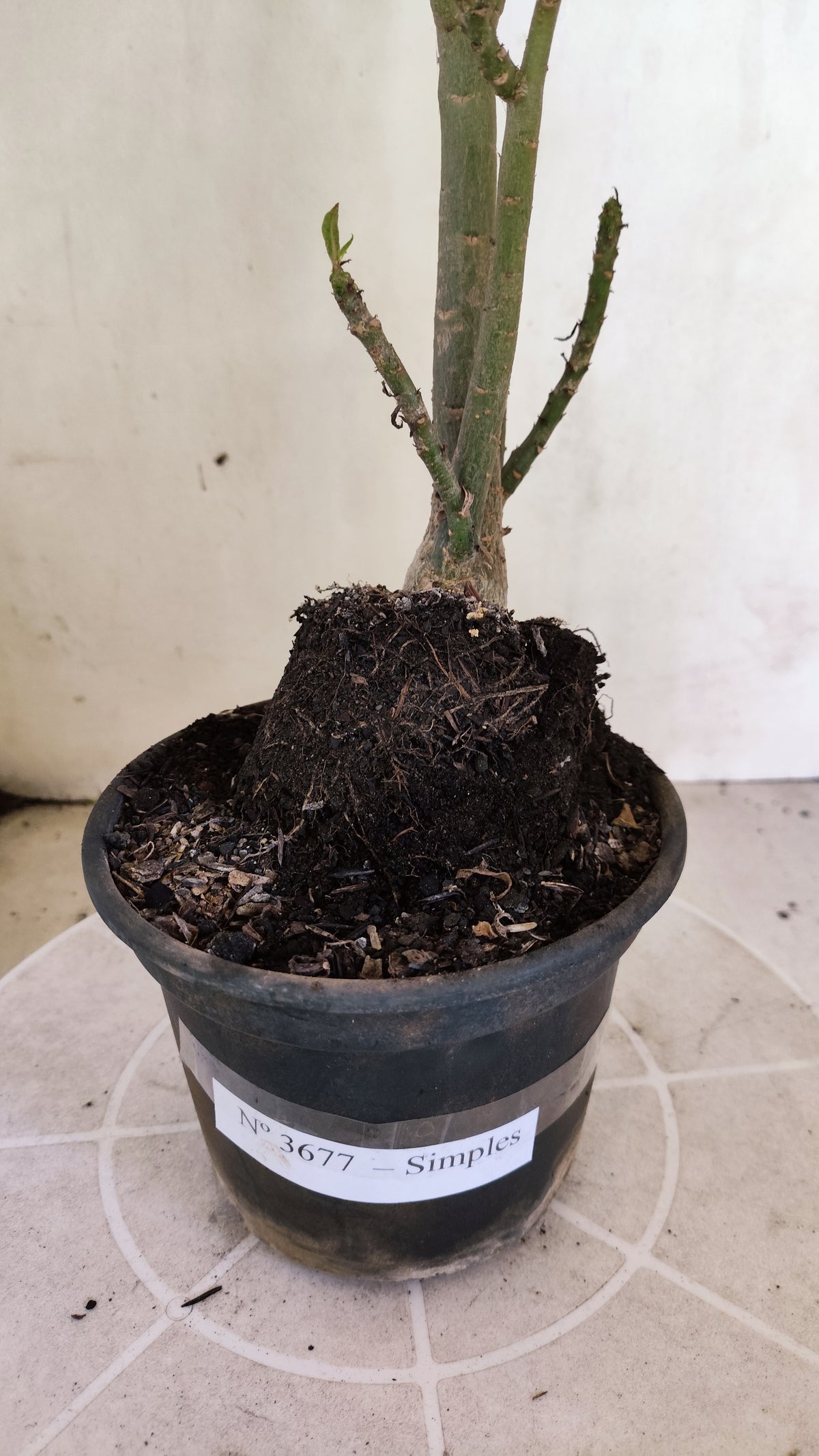 Planta Simples 3677 – 30cm – 02 anos - vaso 15