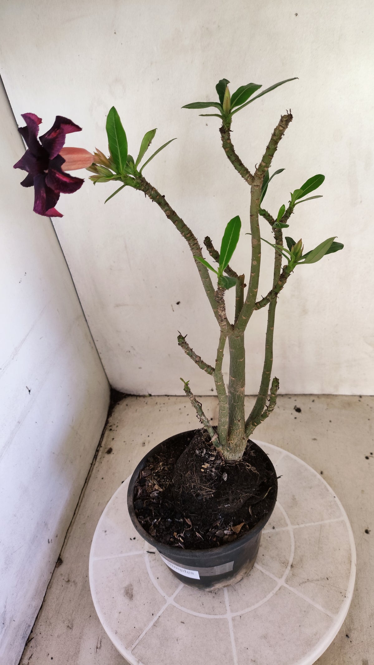 Planta Simples 3677 – 30cm – 02 anos - vaso 15