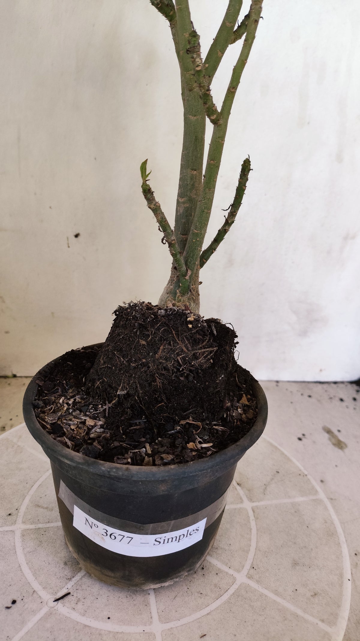 Planta Simples 3677 – 30cm – 02 anos - vaso 15
