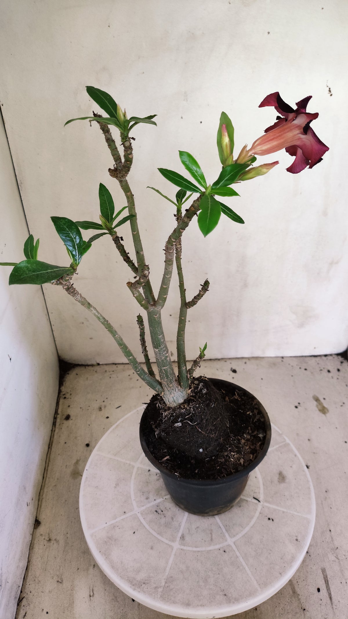Planta Simples 3677 – 30cm – 02 anos - vaso 15