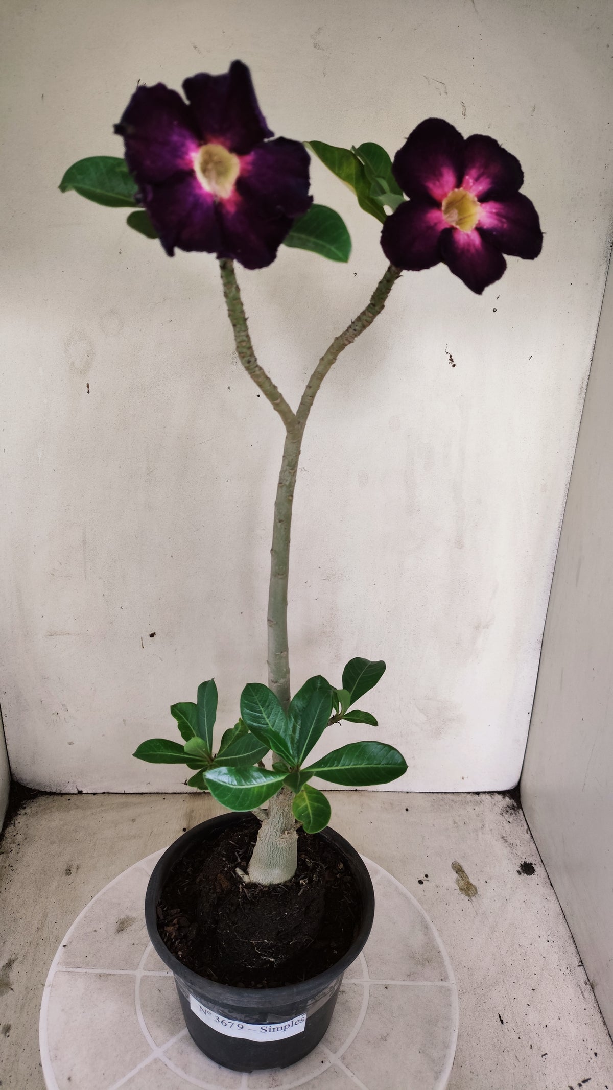 Planta Simples 3679 – 30cm – 02 anos - vaso 15