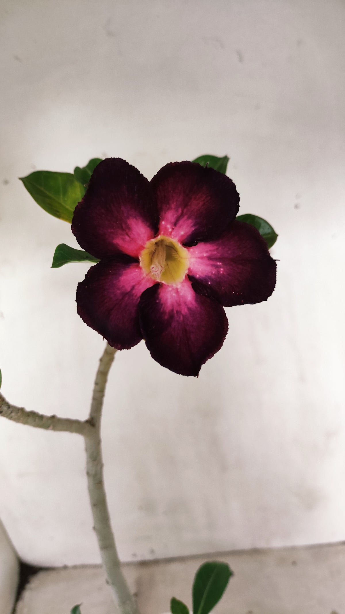 Planta Simples 3679 – 30cm – 02 anos - vaso 15