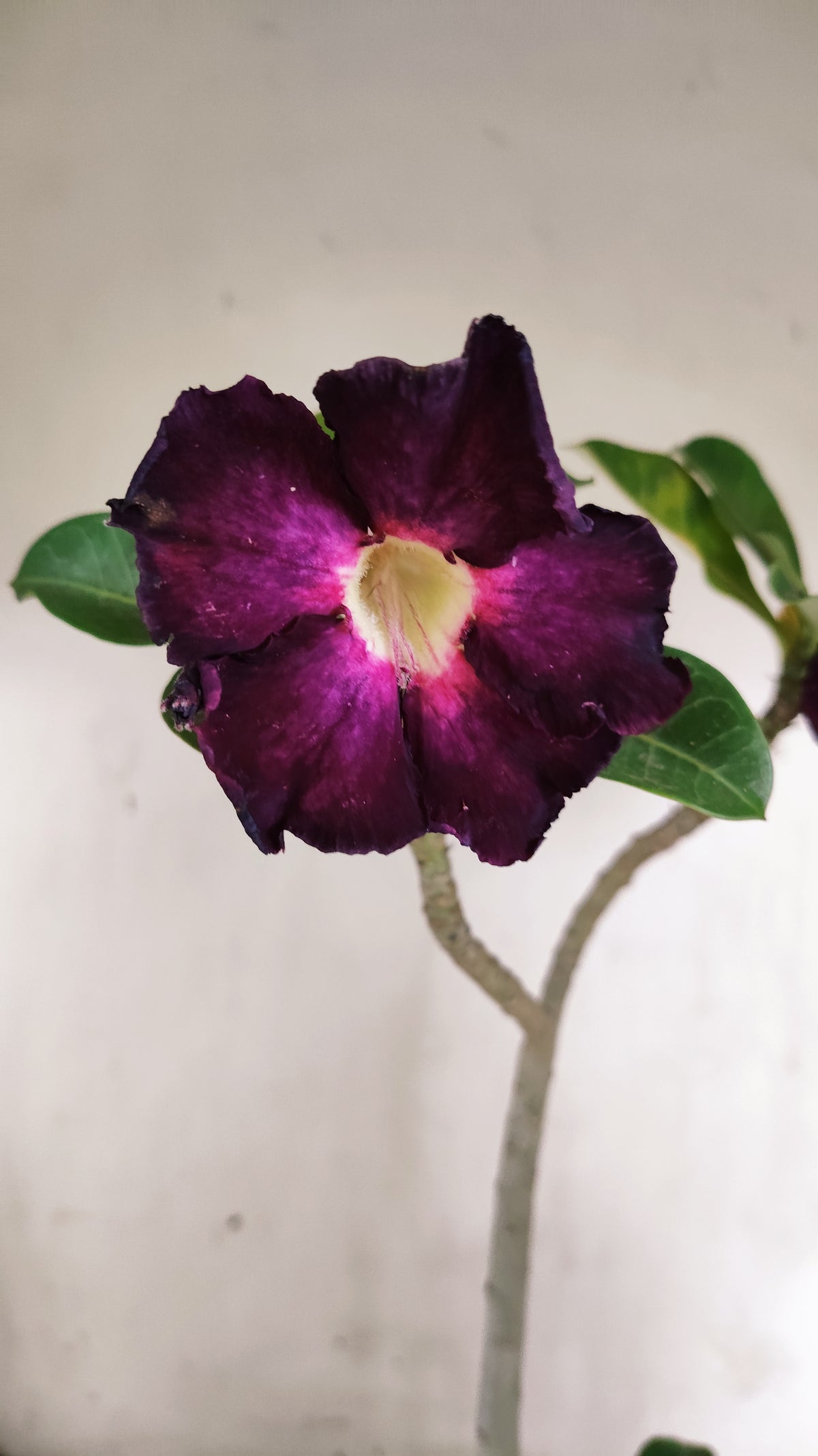 Planta Simples 3679 – 30cm – 02 anos - vaso 15