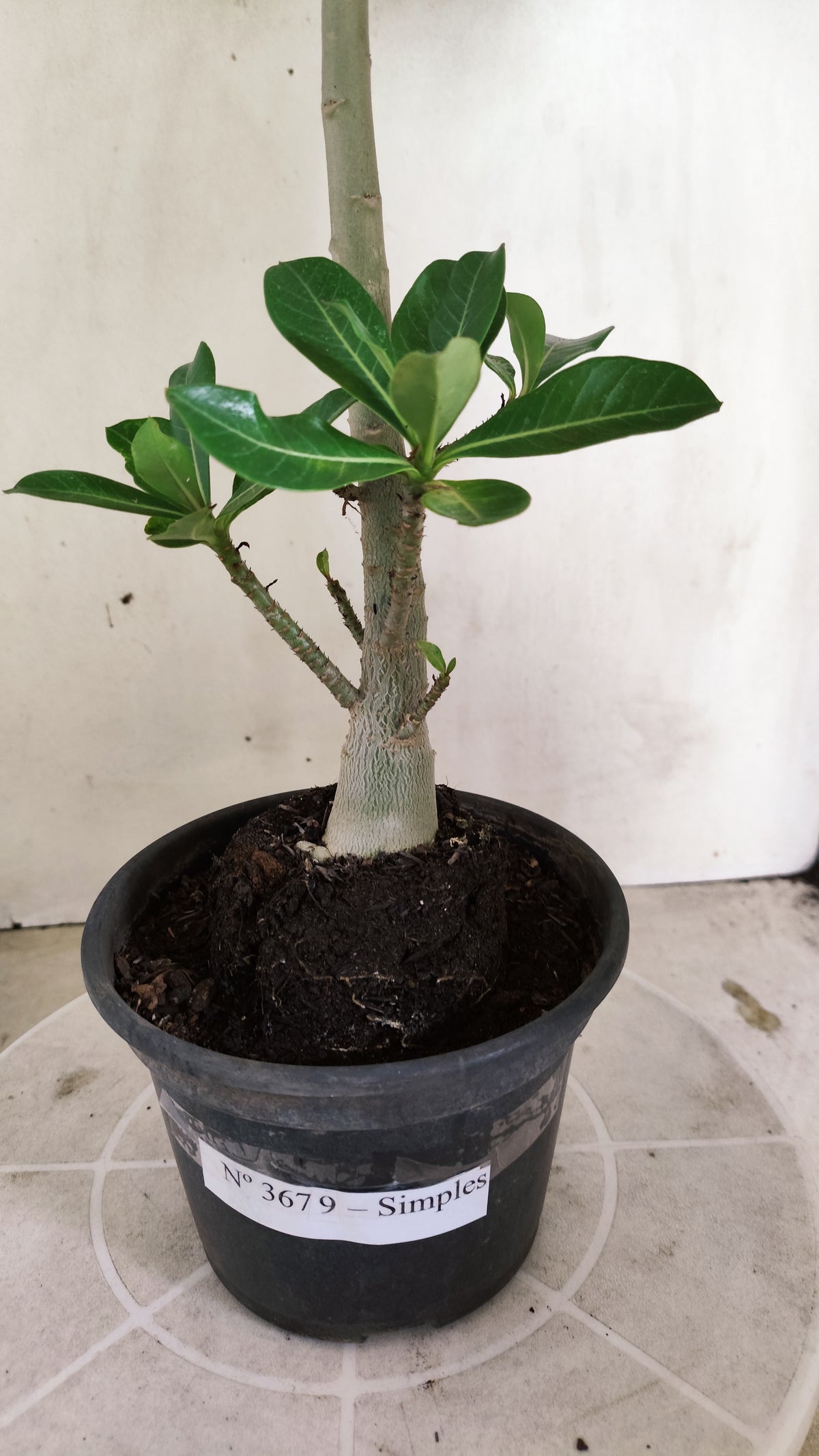 Planta Simples 3679 – 30cm – 02 anos - vaso 15