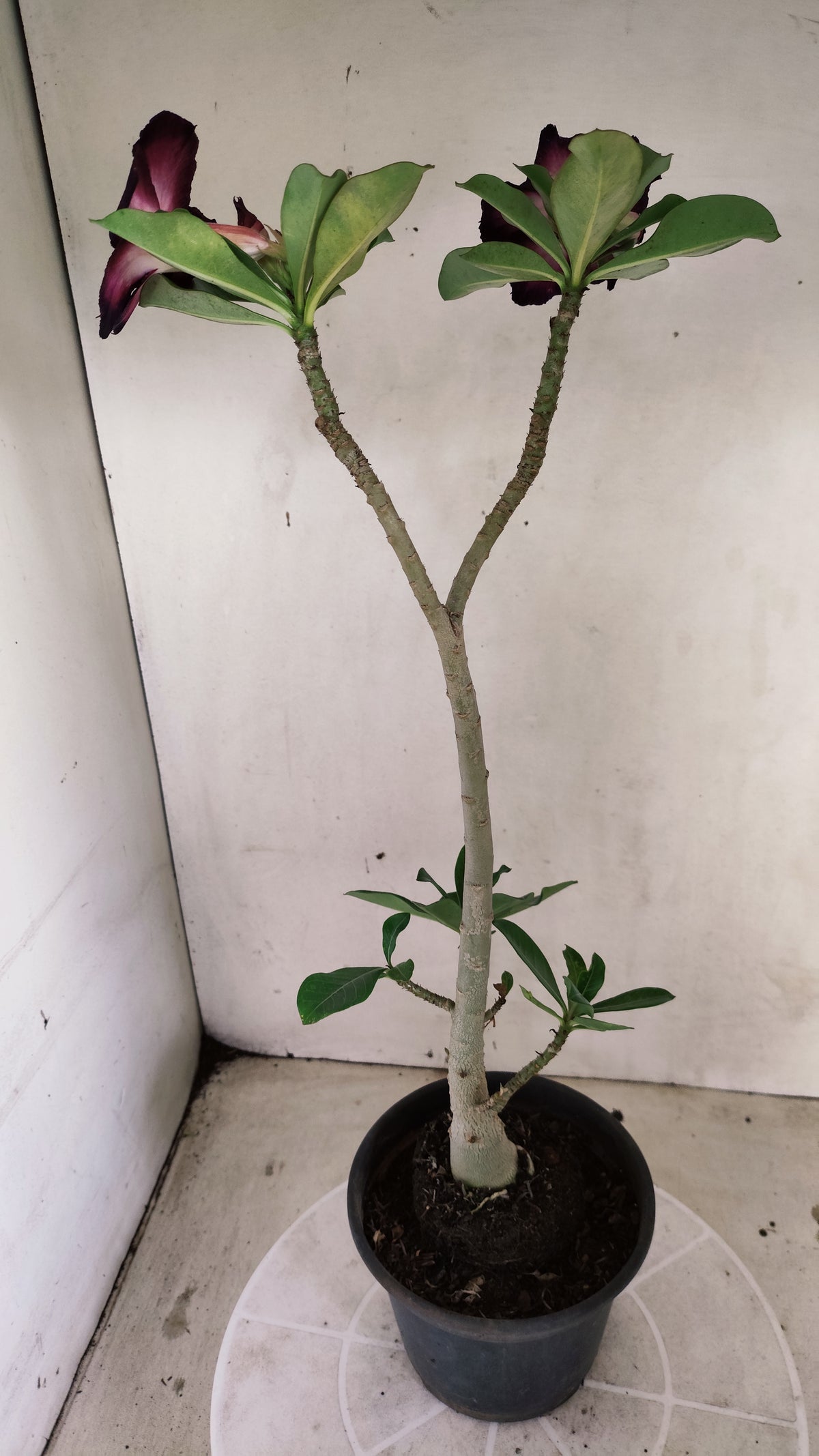 Planta Simples 3679 – 30cm – 02 anos - vaso 15