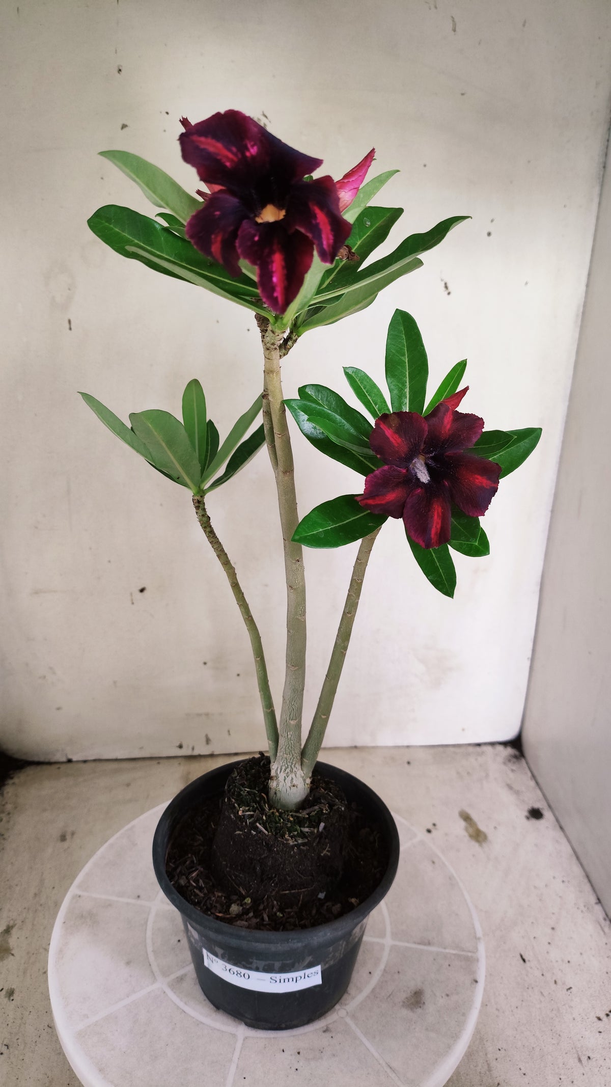 Planta Simples 3680 – 30cm – 02 anos - vaso 15