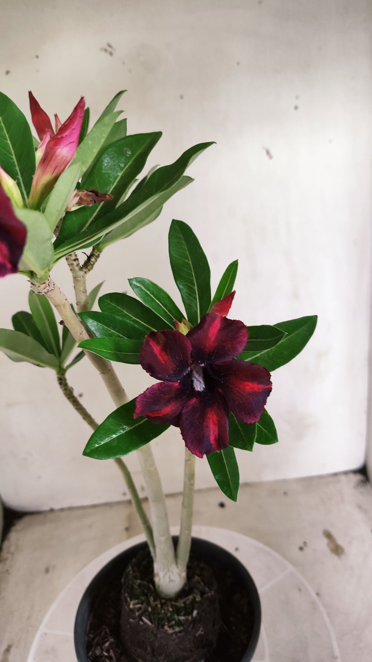 Planta Simples 3680 – 30cm – 02 anos - vaso 15