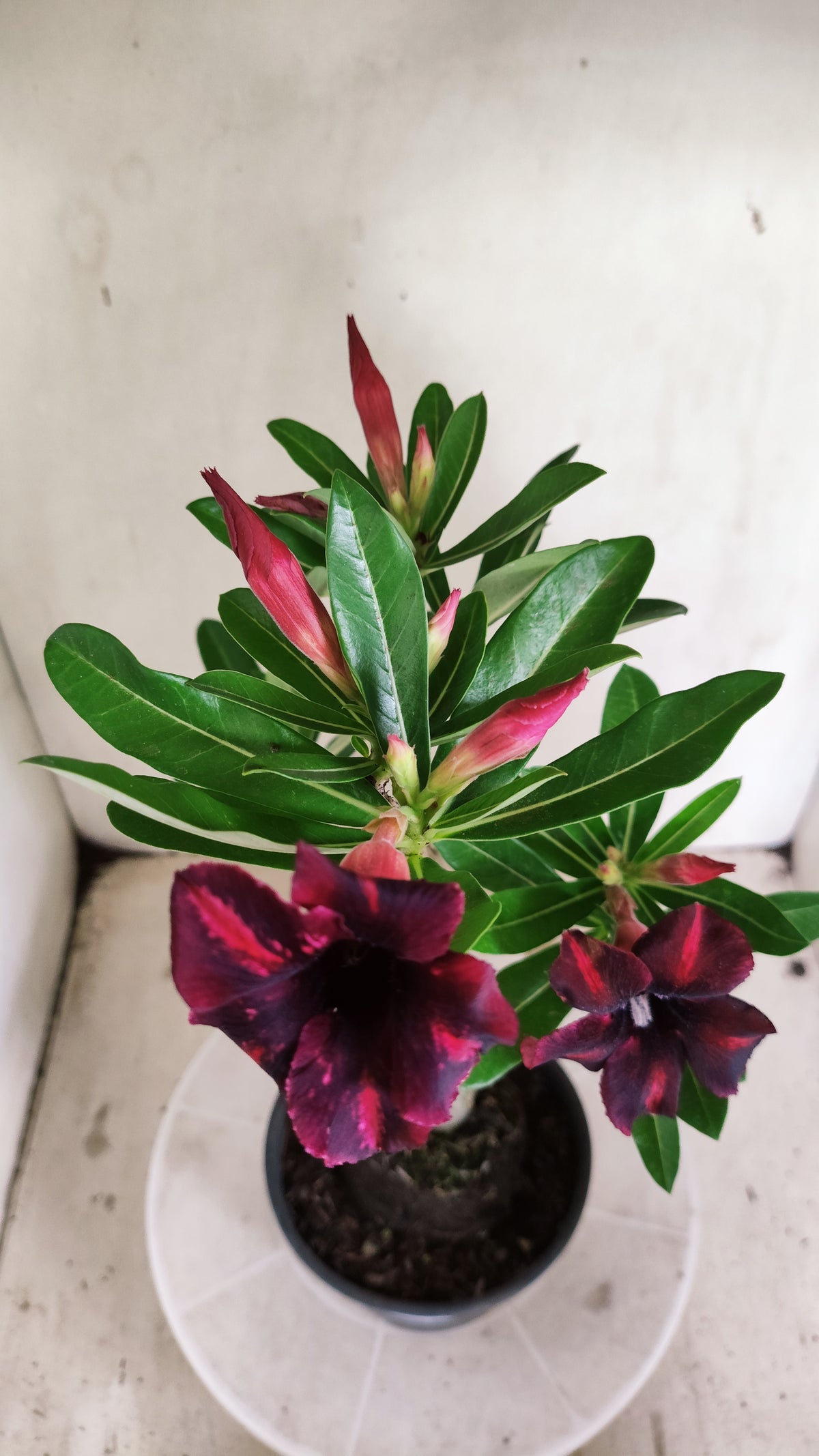 Planta Simples 3680 – 30cm – 02 anos - vaso 15