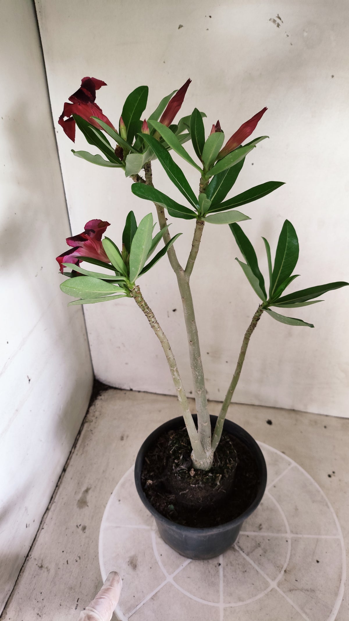 Planta Simples 3680 – 30cm – 02 anos - vaso 15