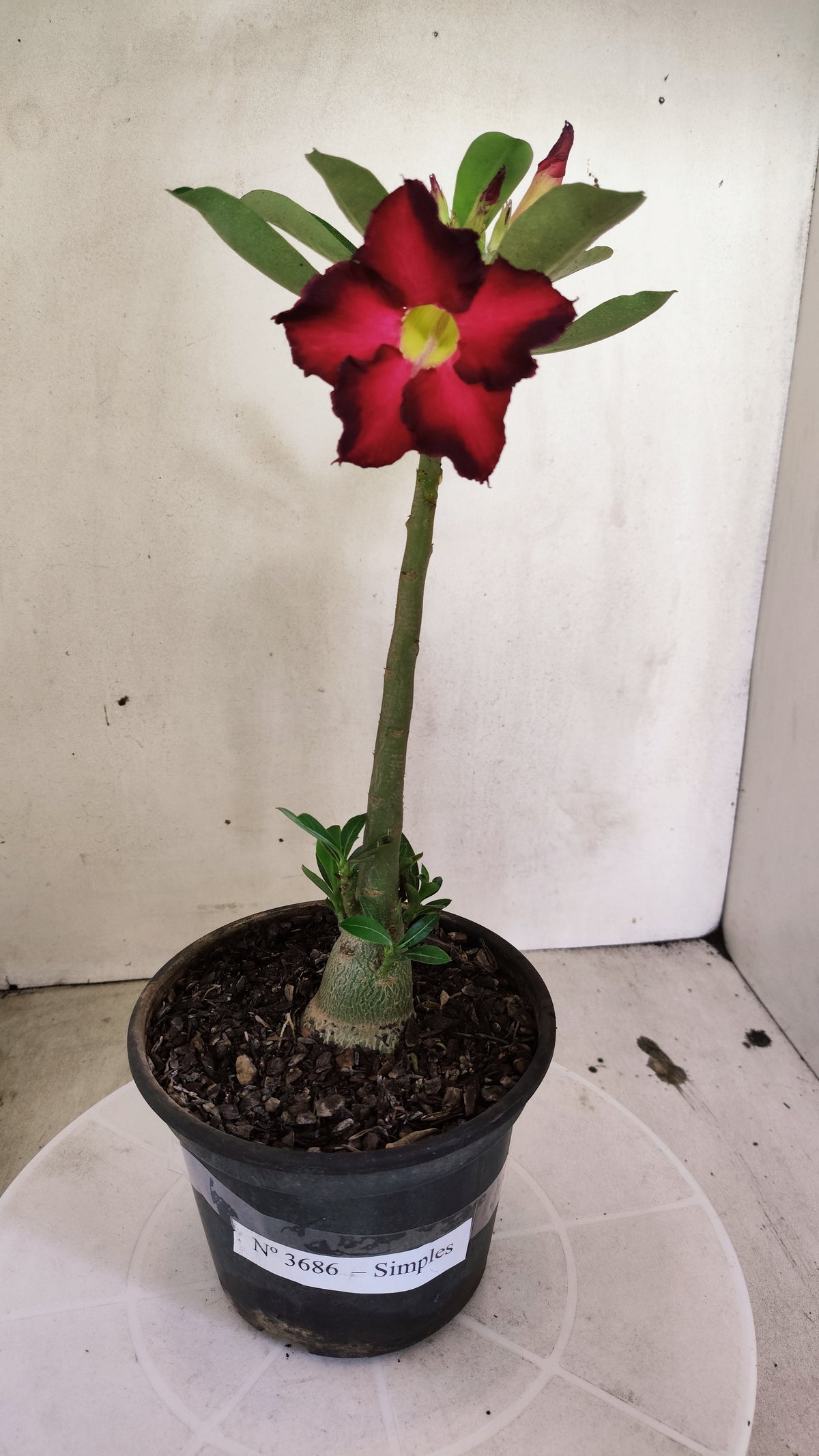 Planta Simples 3686 – 30cm – 01 ano - vaso 15
