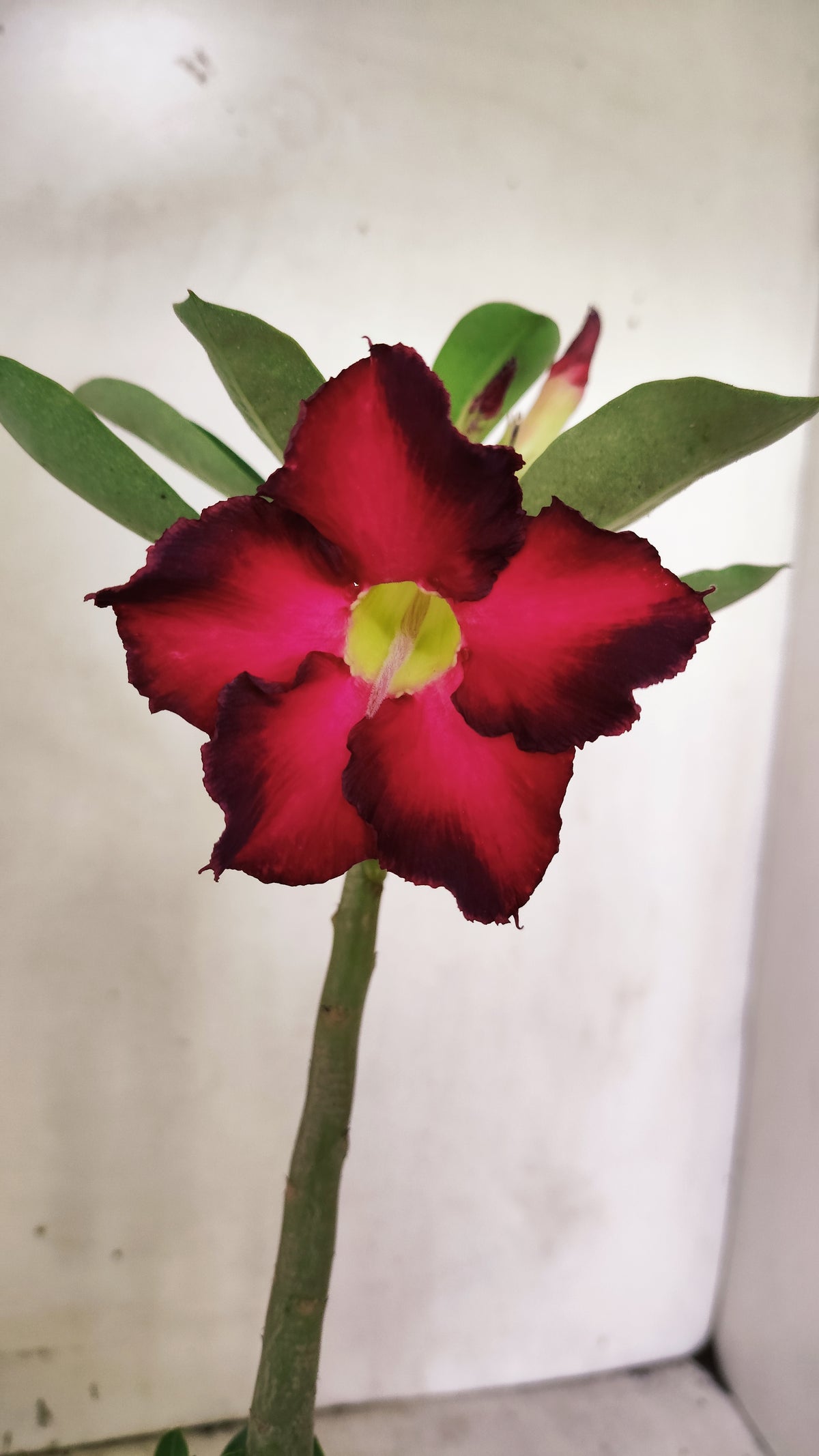 Planta Simples 3686 – 30cm – 01 ano - vaso 15