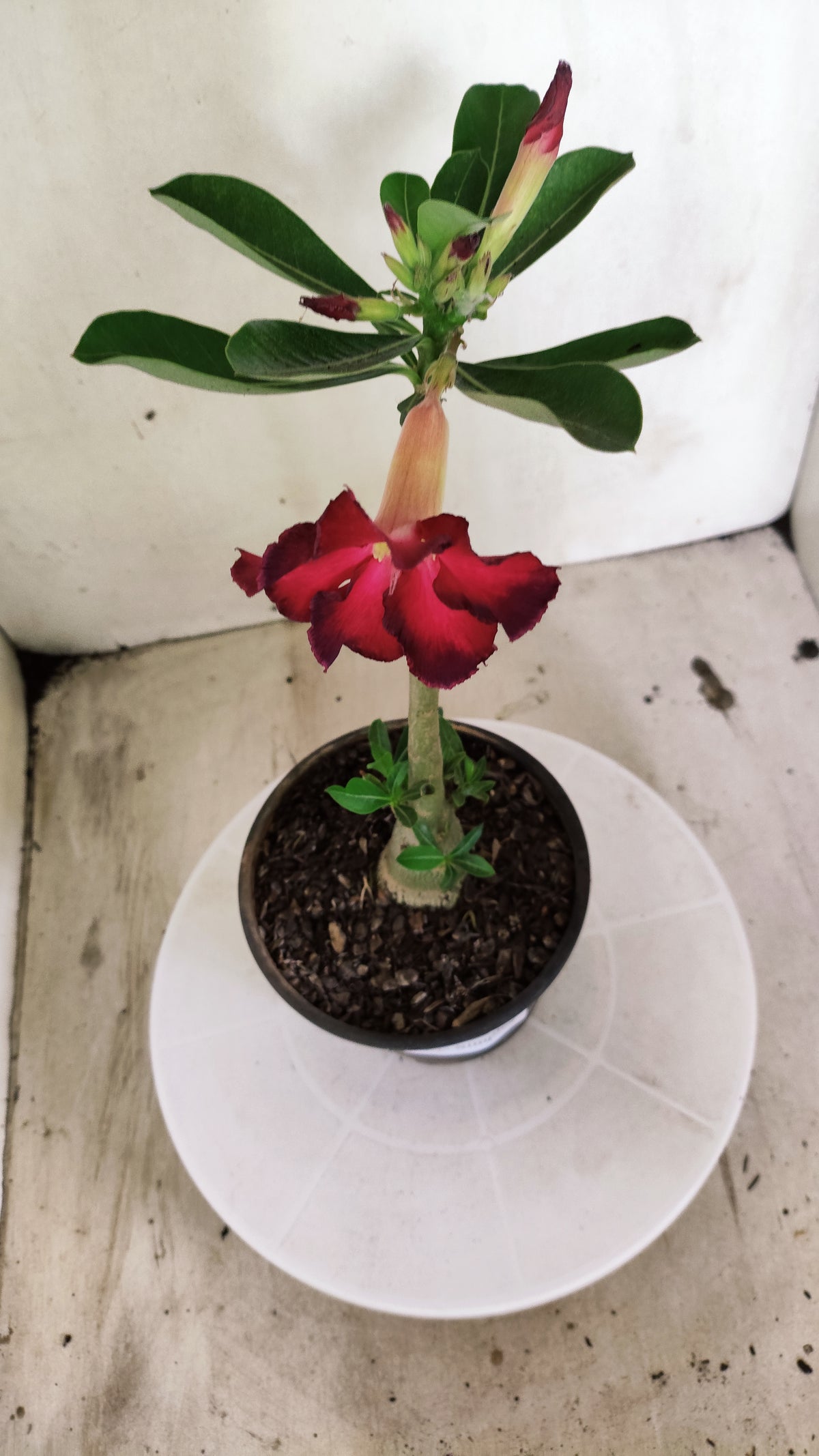 Planta Simples 3686 – 30cm – 01 ano - vaso 15