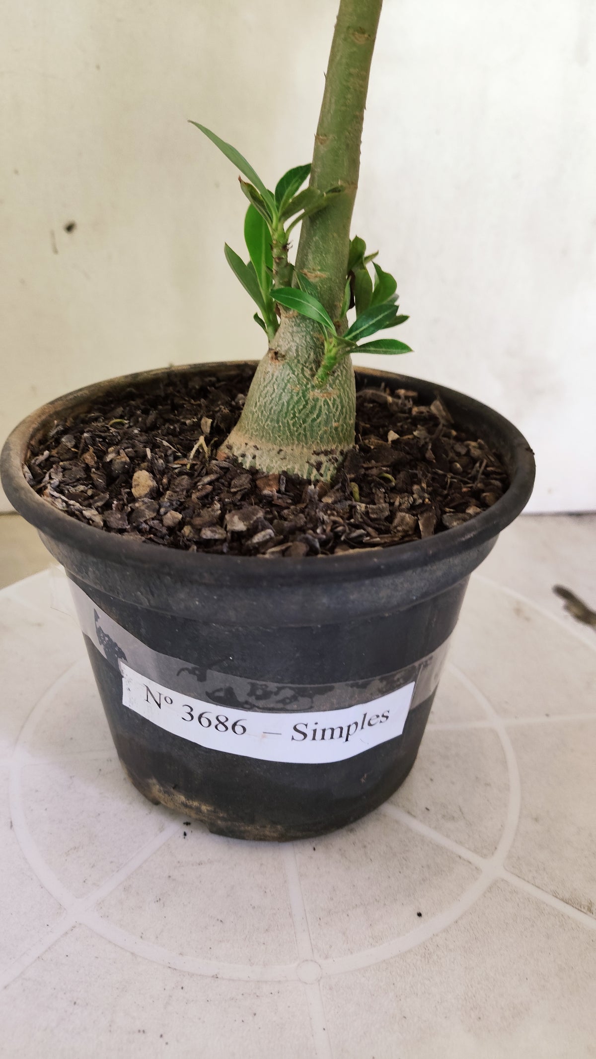 Planta Simples 3686 – 30cm – 01 ano - vaso 15