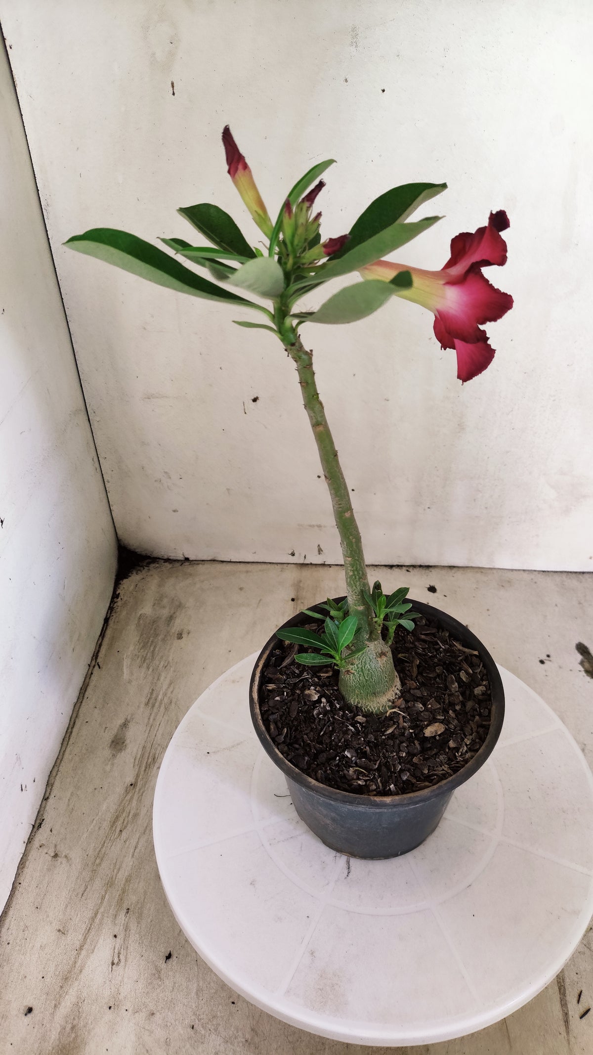 Planta Simples 3686 – 30cm – 01 ano - vaso 15