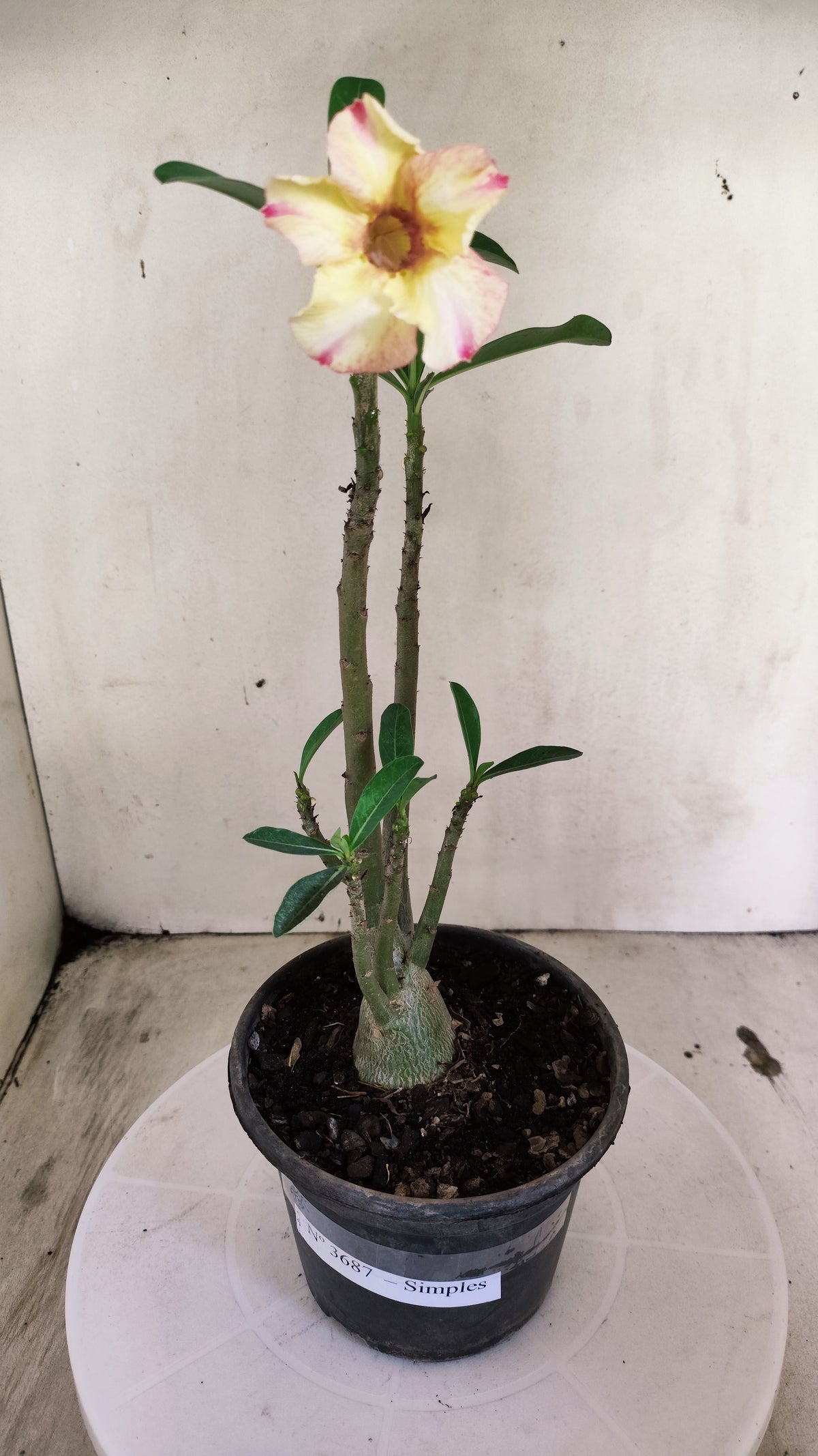 Planta Simples 3687 – 30cm – 01 ano - vaso 15