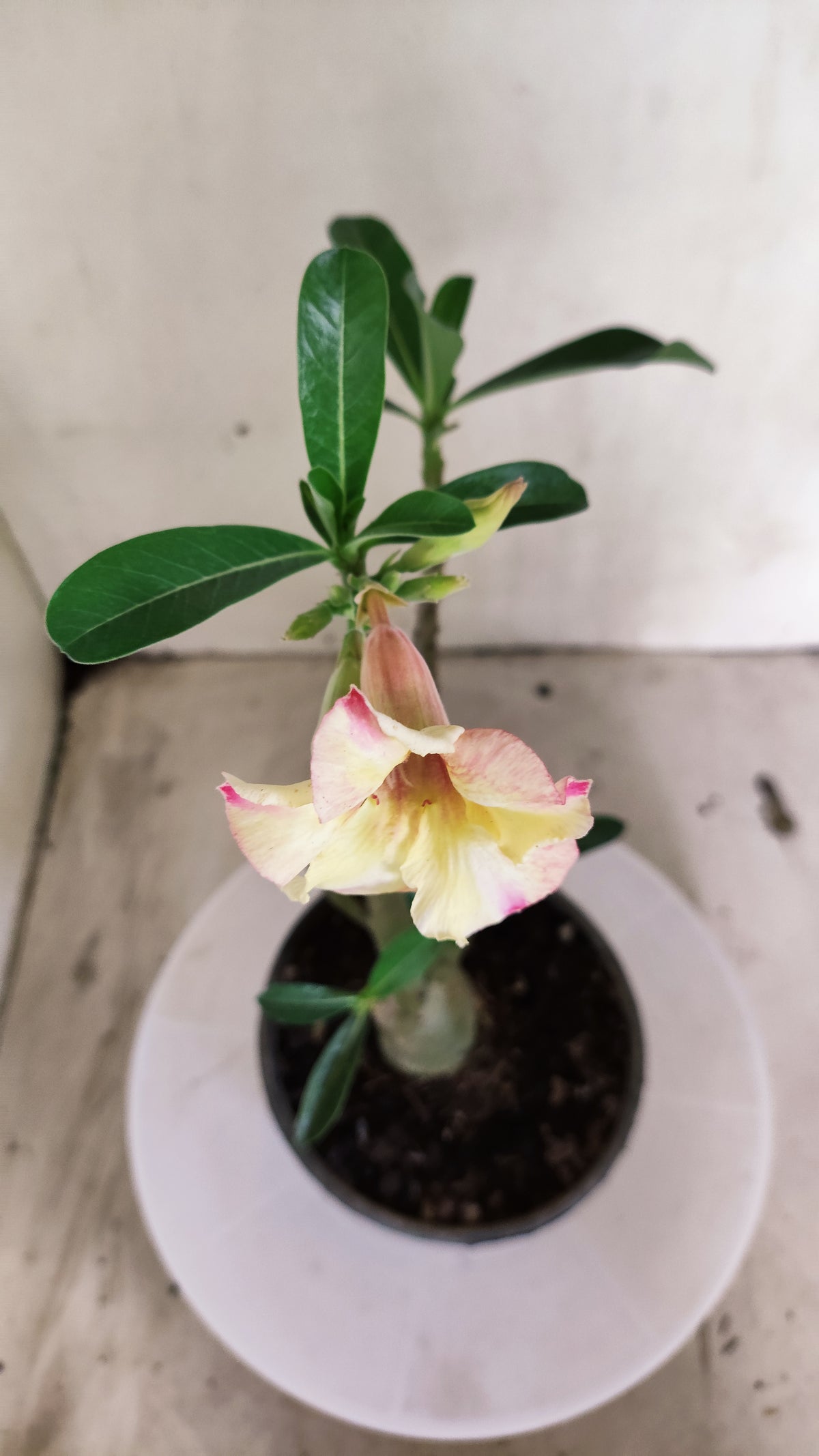 Planta Simples 3687 – 30cm – 01 ano - vaso 15