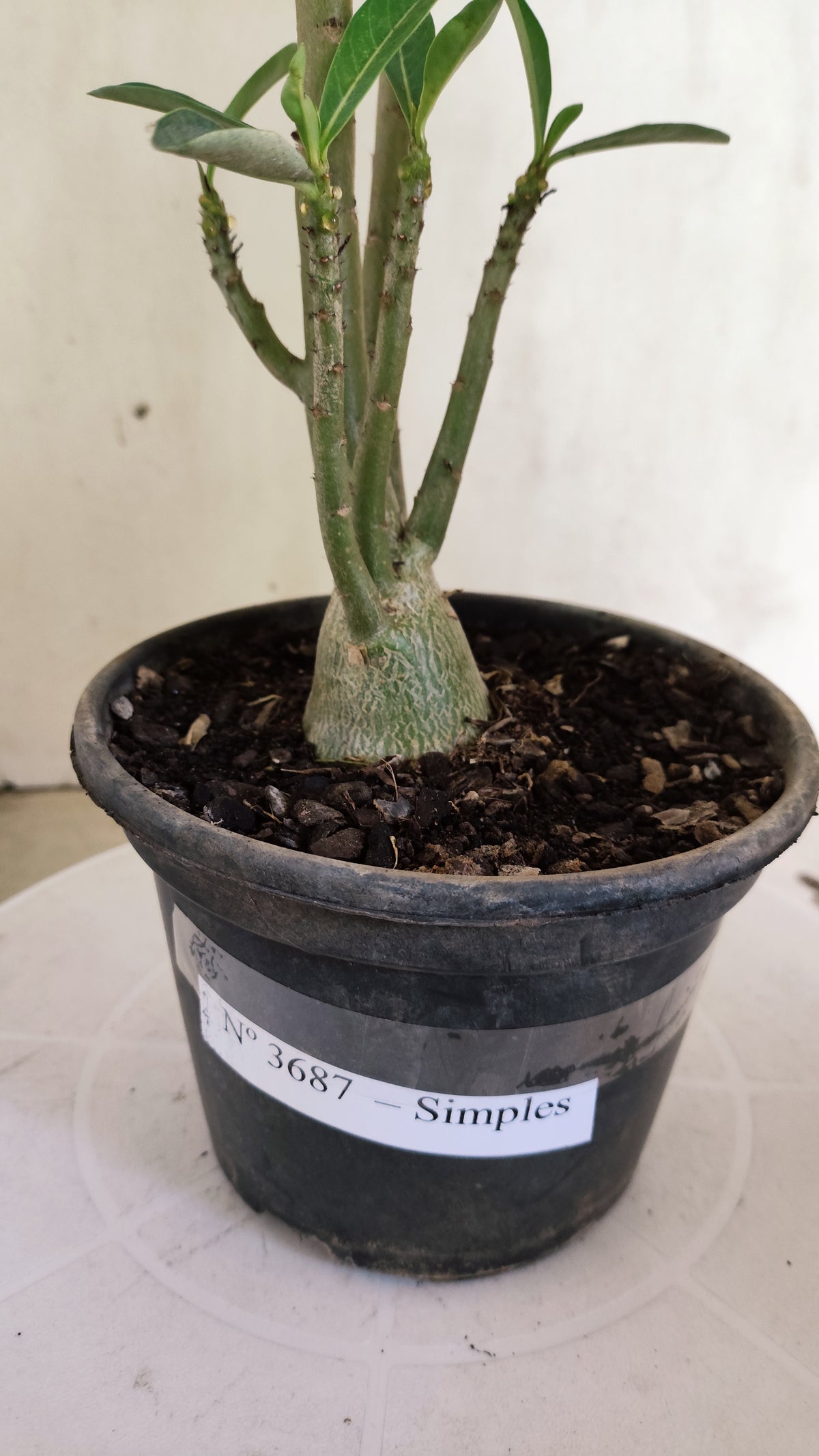 Planta Simples 3687 – 30cm – 01 ano - vaso 15