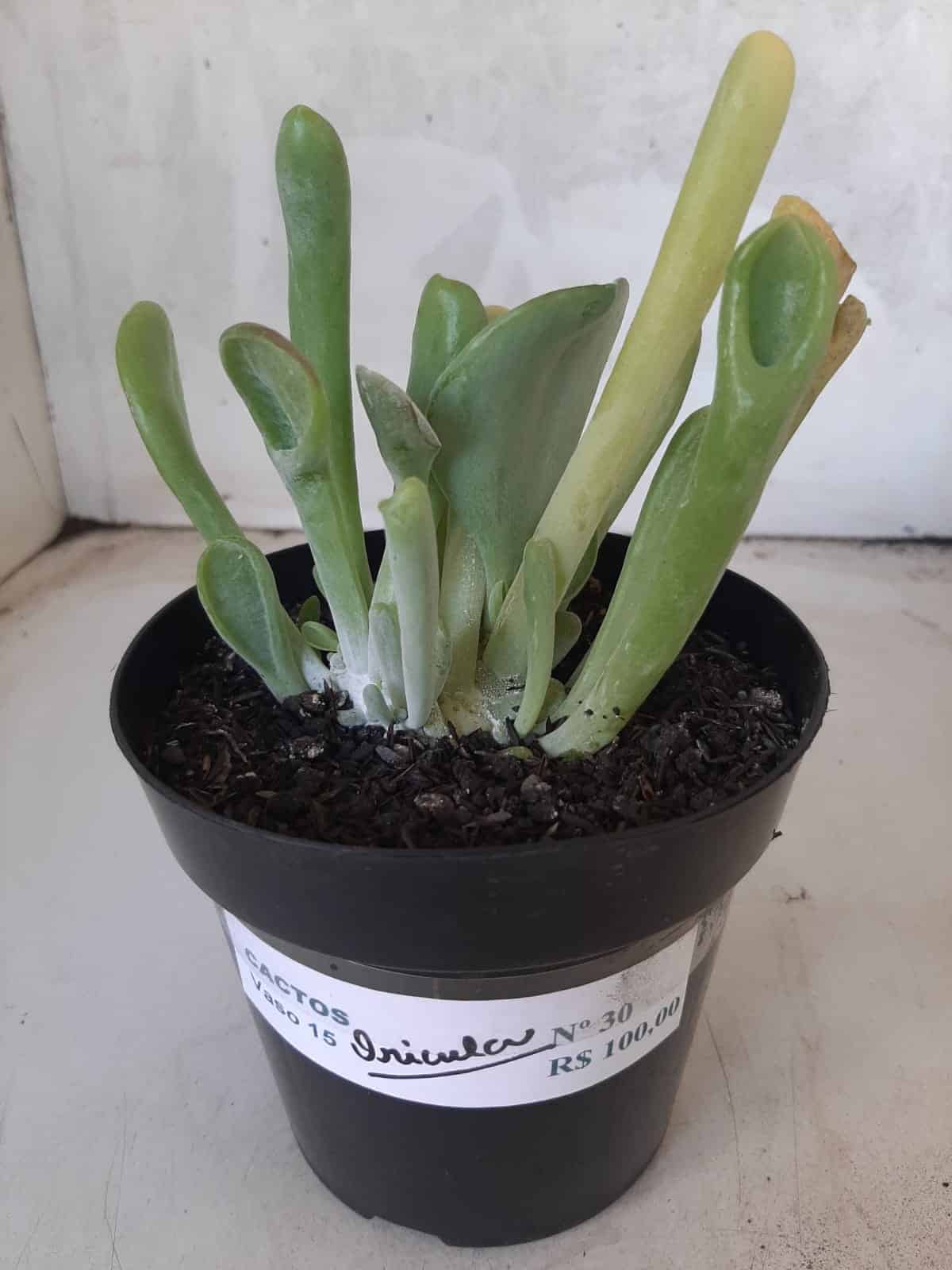 Suculenta Kalanchoe "Oricula" Nº 30 - Vaso 15