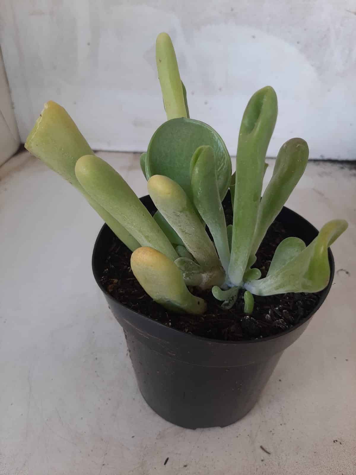 Suculenta Kalanchoe "Oricula" Nº 30 - Vaso 15