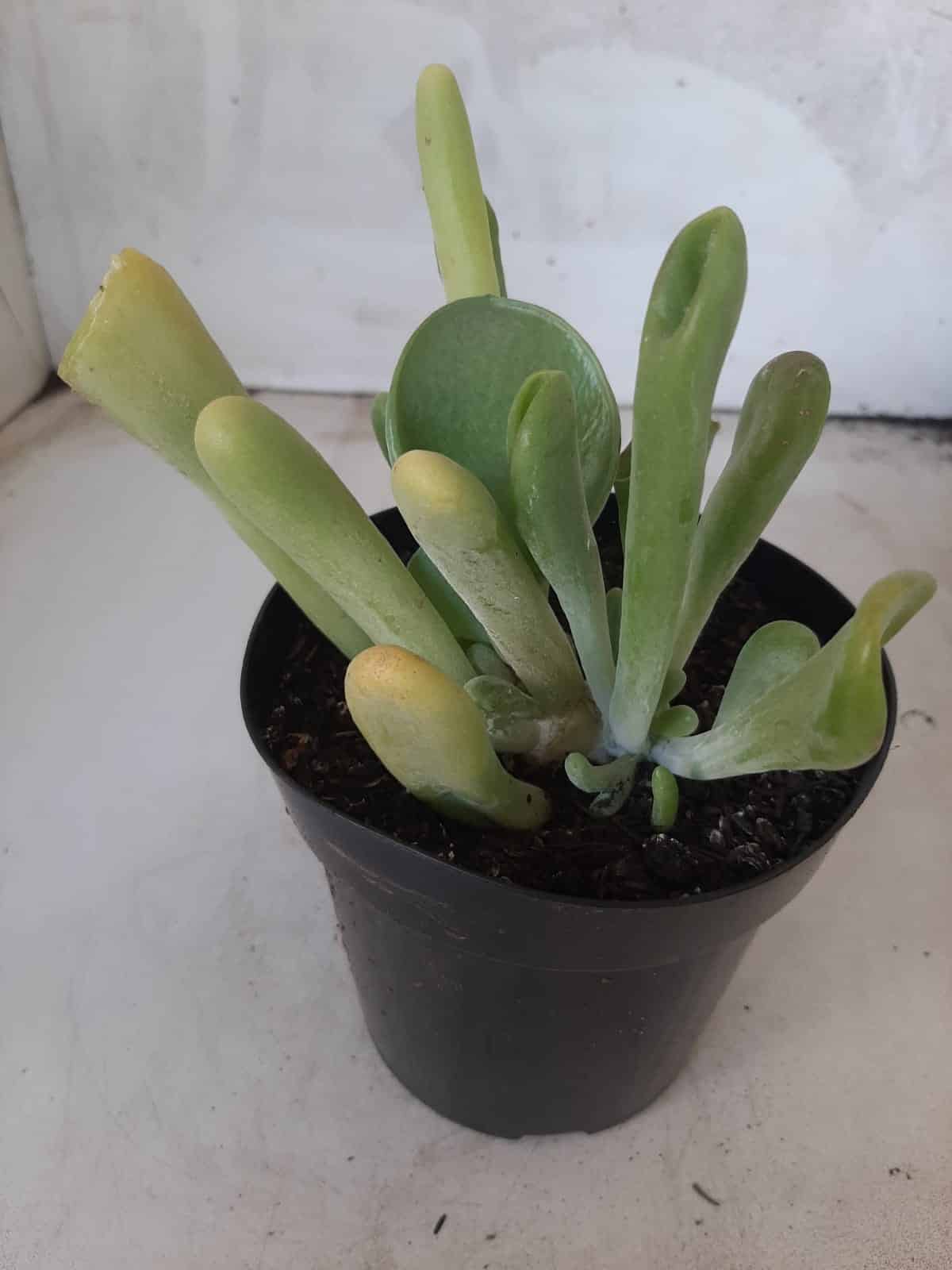 Suculenta Kalanchoe "Oricula" Nº 30 - Vaso 15