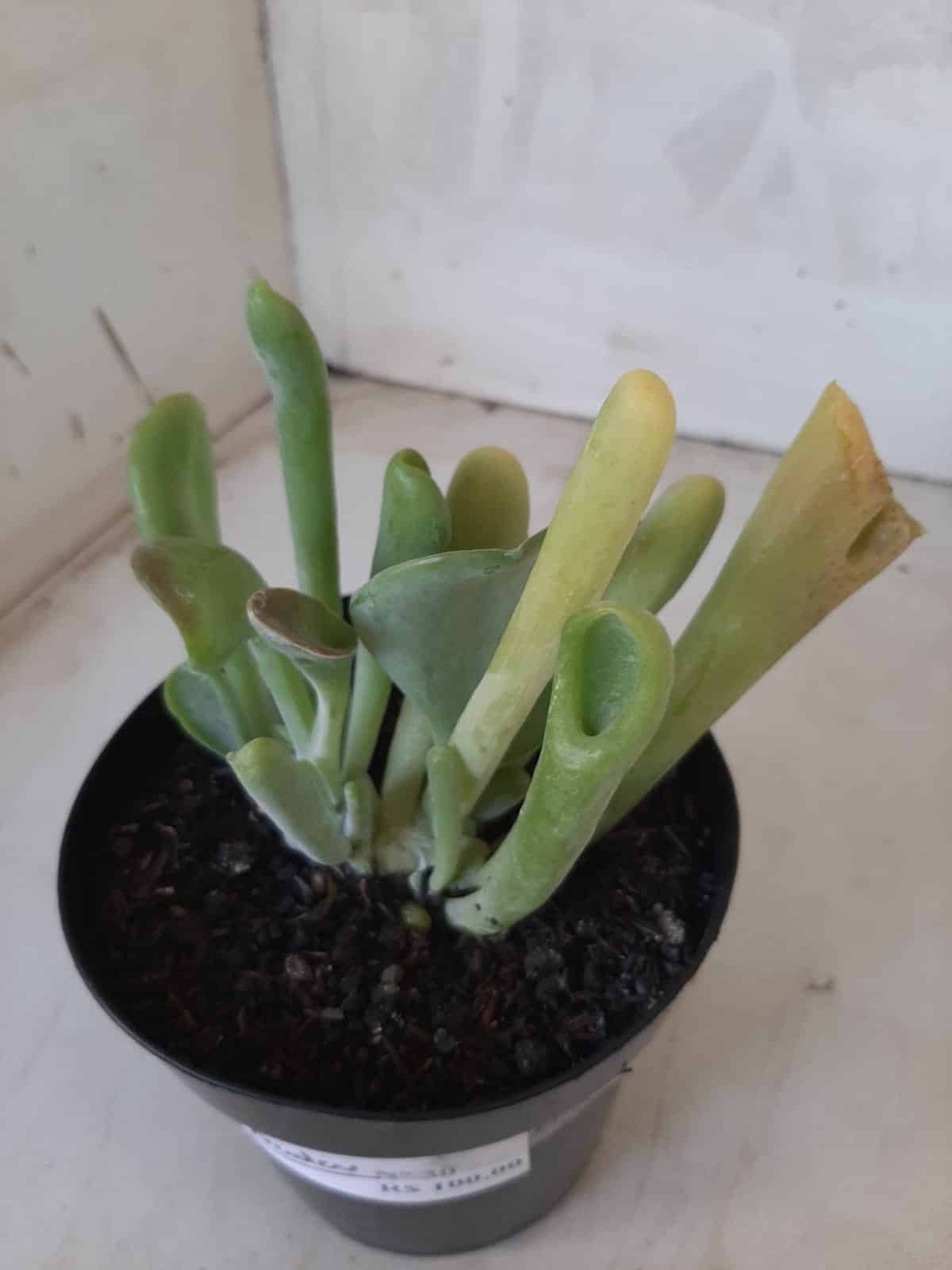 Suculenta Kalanchoe "Oricula" Nº 30 - Vaso 15
