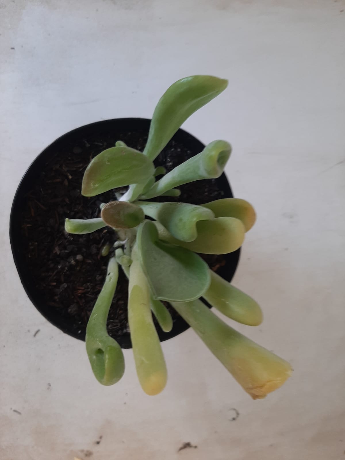 Suculenta Kalanchoe "Oricula" Nº 30 - Vaso 15