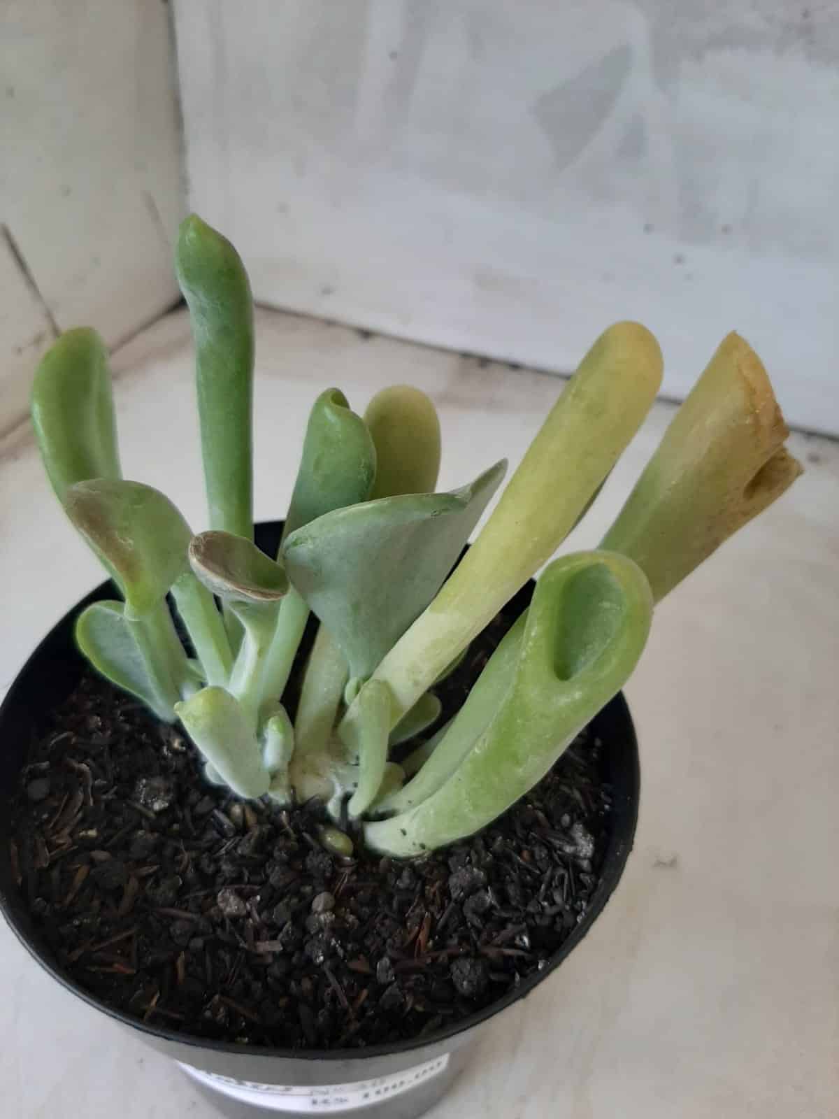 Suculenta Kalanchoe "Oricula" Nº 30 - Vaso 15