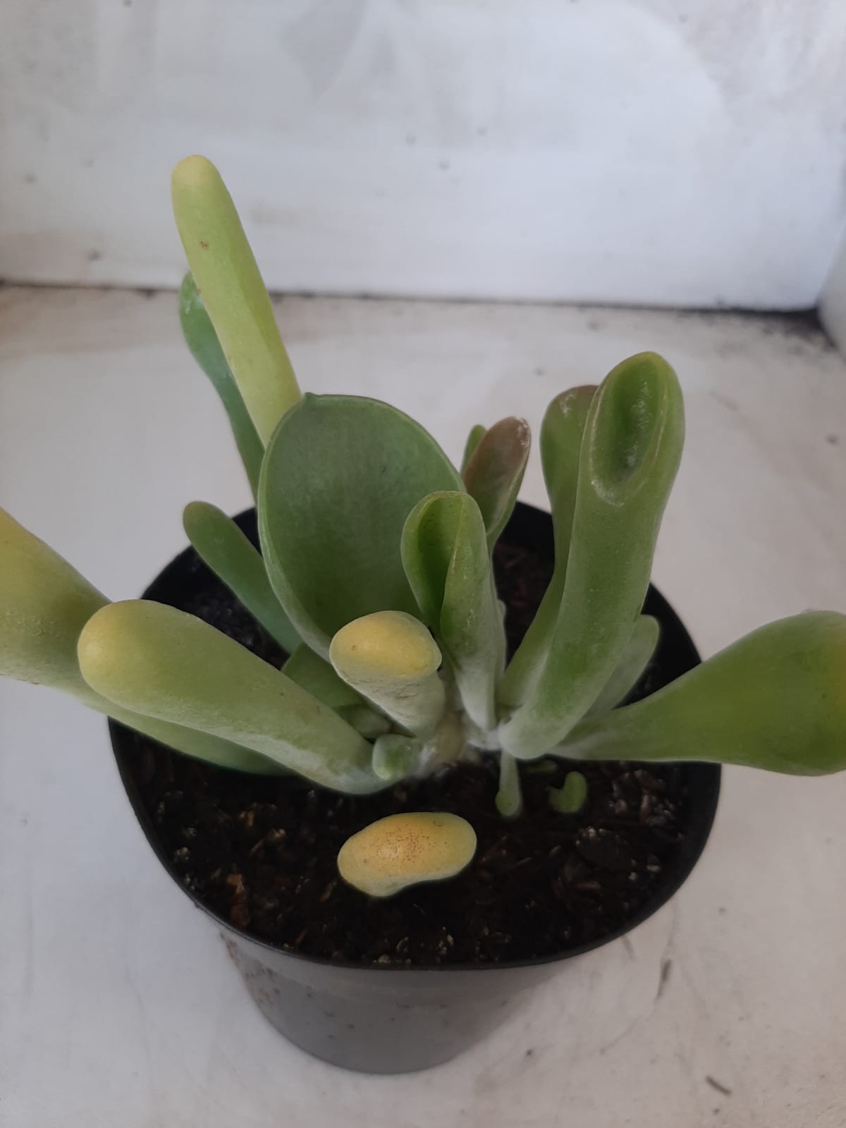 Suculenta Kalanchoe "Oricula" Nº 30 - Vaso 15