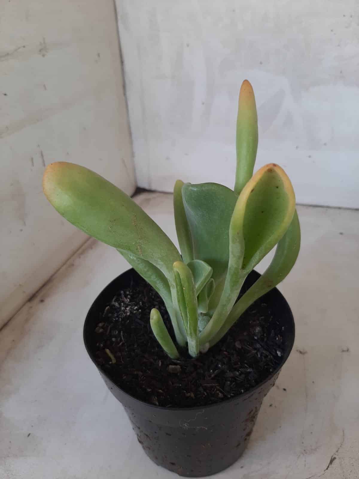 Suculenta Kalanchoe "Oricula" Nº 31 - Vaso 15